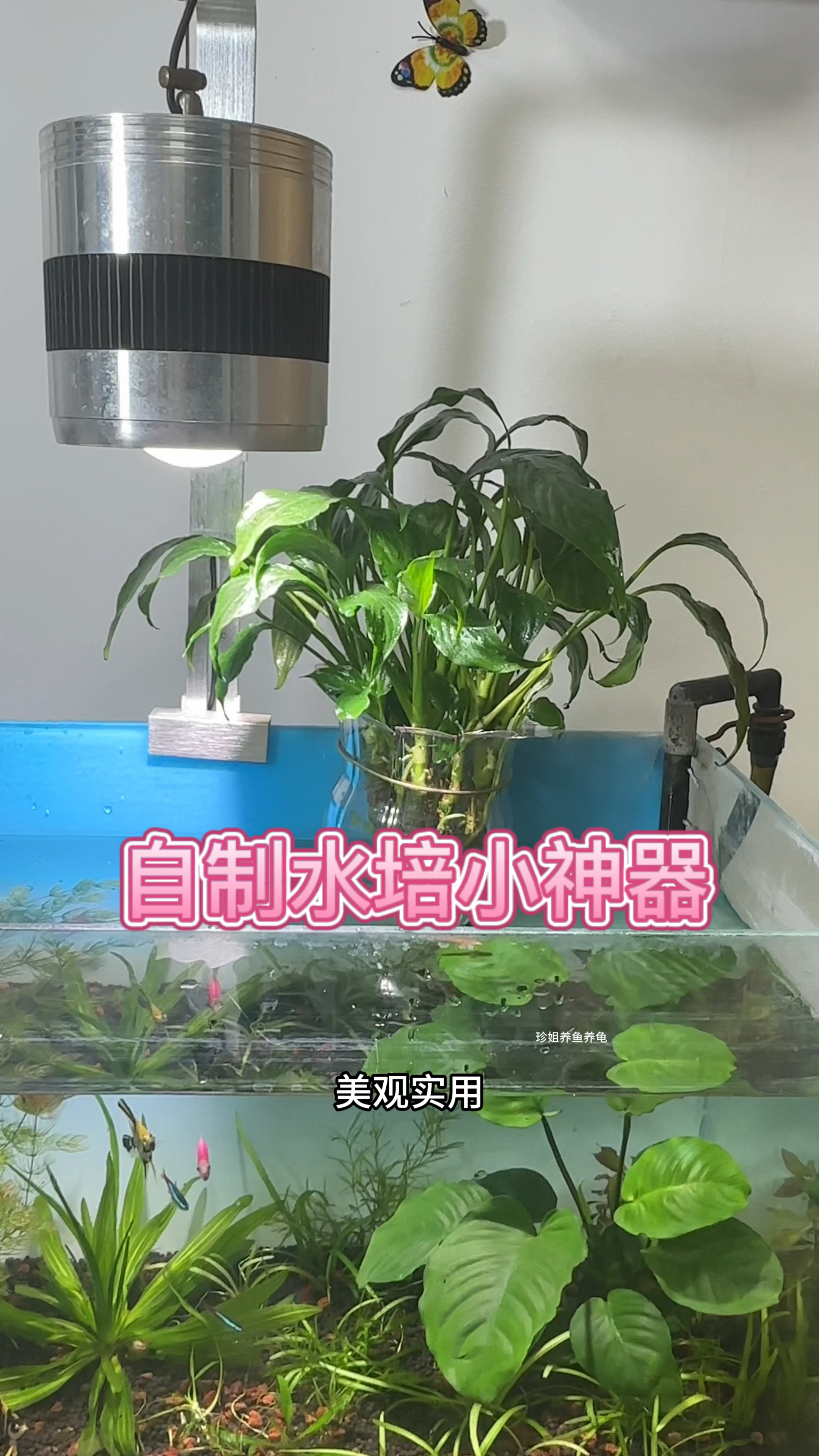 今天教你不花钱自制水培小神器!#新手养鱼 #鱼缸水培 #水族