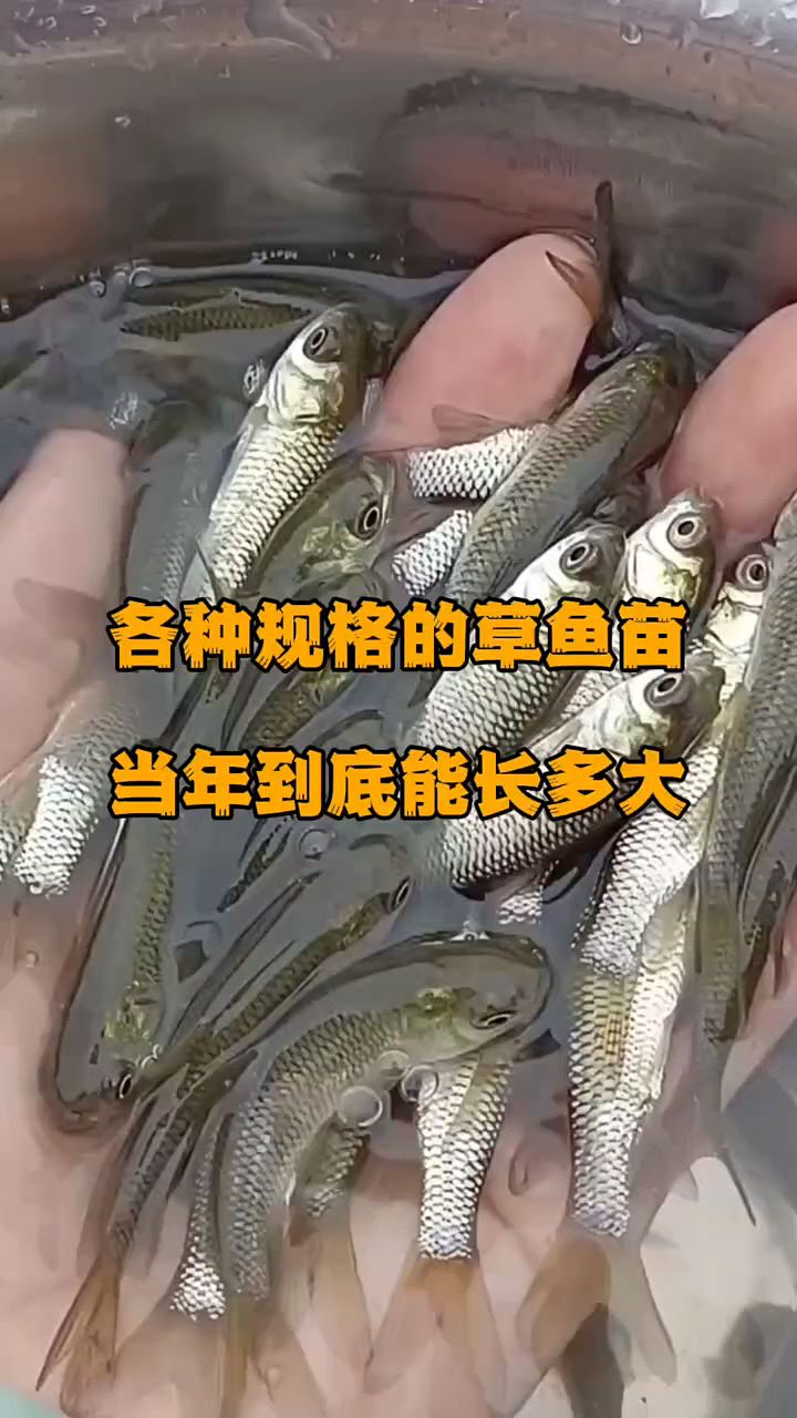 各种规格的草鱼苗一年能长多大