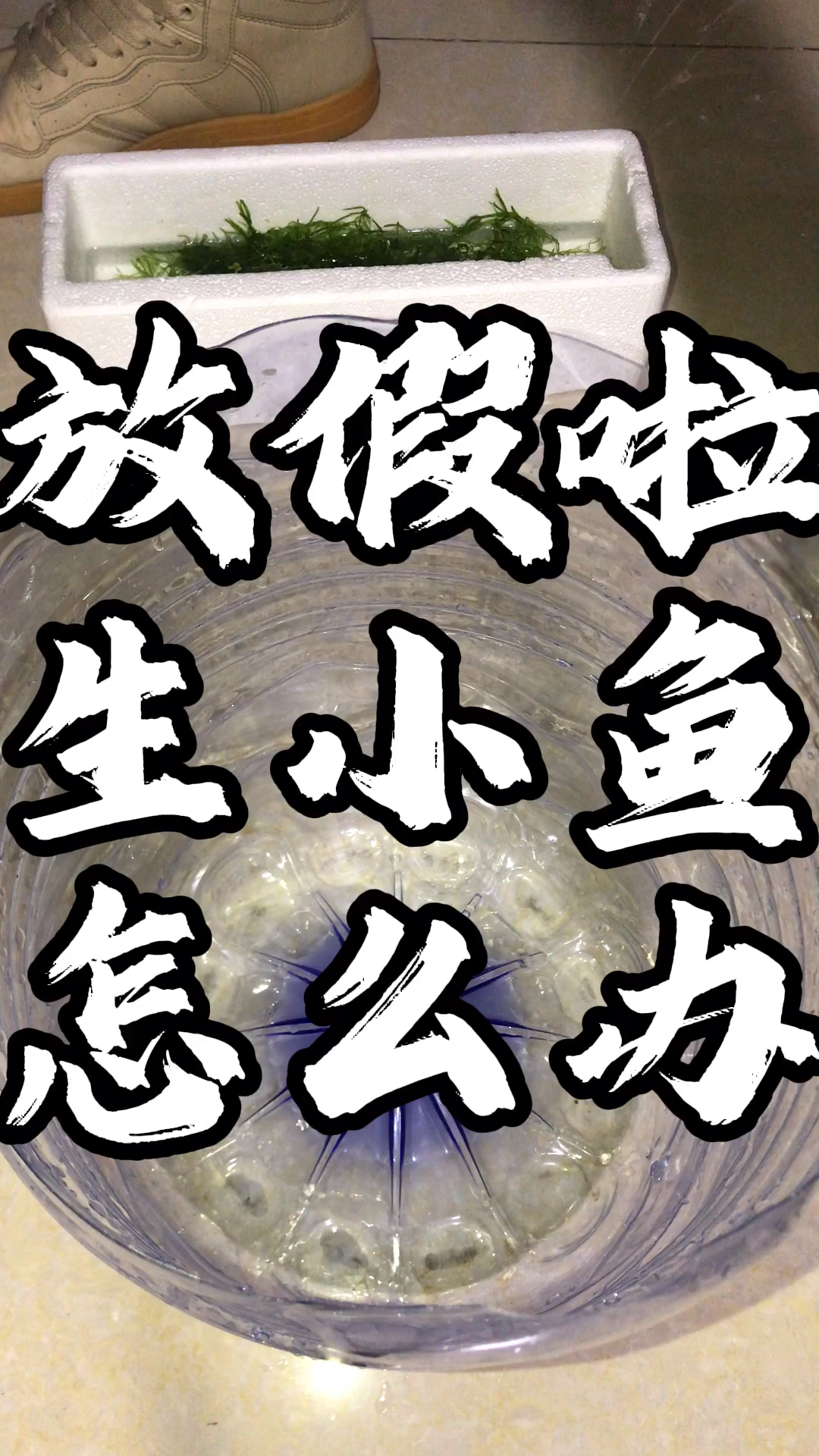 放假啦孔雀鱼生小鱼怎么办。塑料桶养鱼。孔雀鱼生小鱼前兆。
