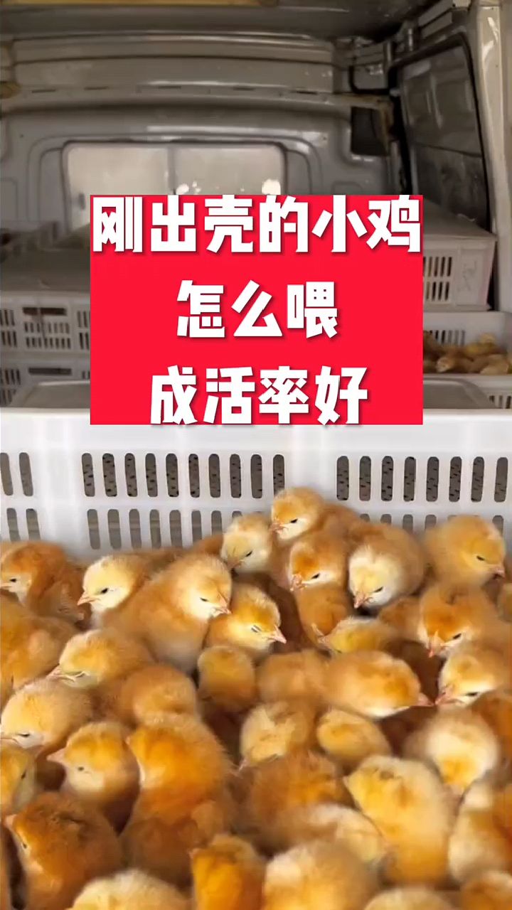 刚出壳小鸡怎么喂成活率九成九