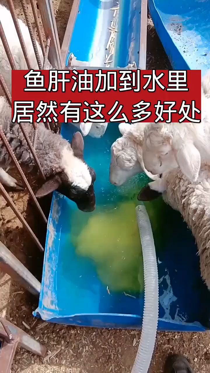 鱼肝油加到水里居然有这么多的好处