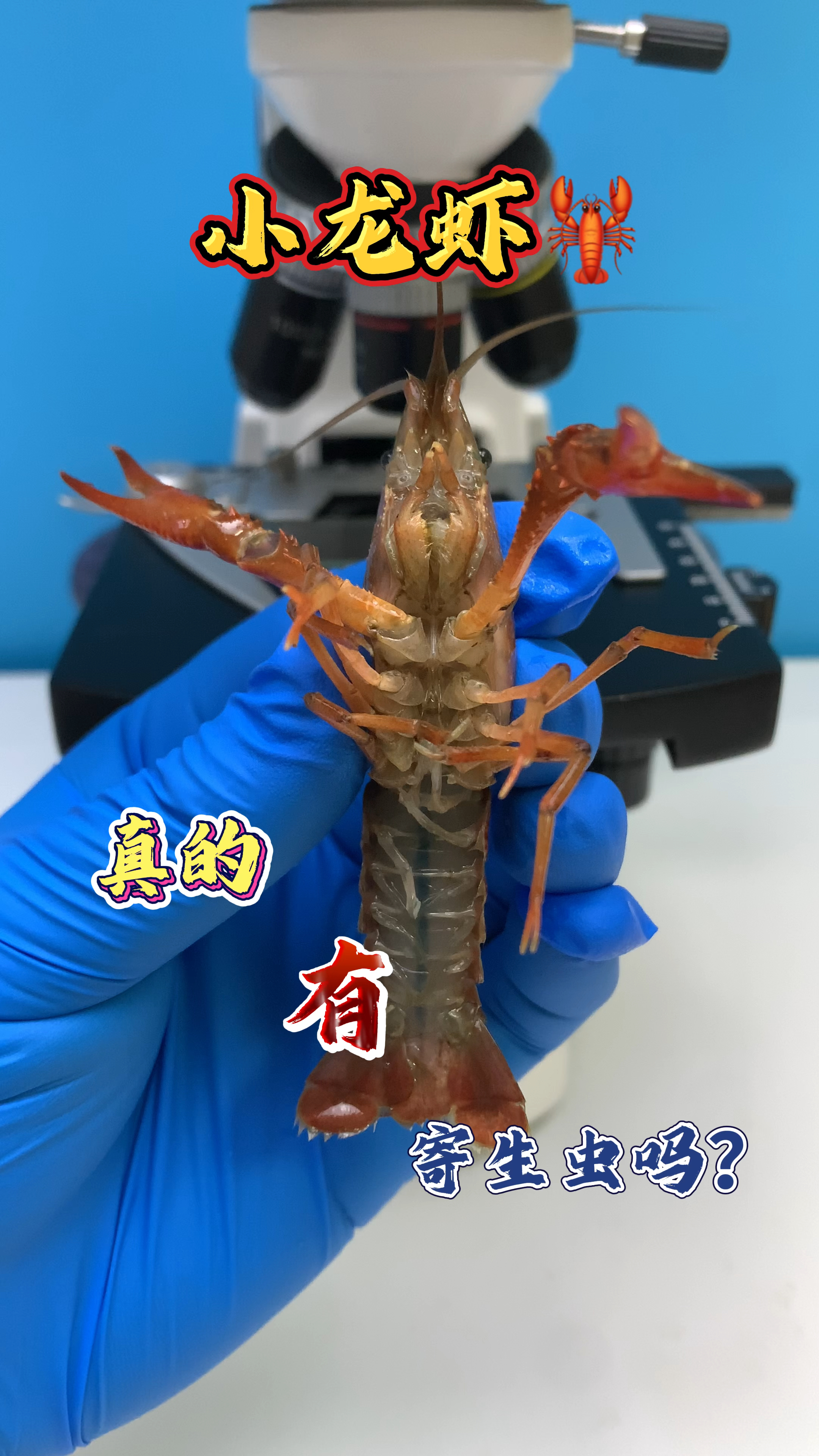 喜欢吃小龙虾吗?小龙虾真的那么脏吗?