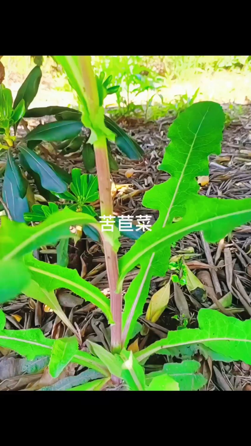 你那里也有苦苣菜吗?你认为我们要不要感谢它呢?