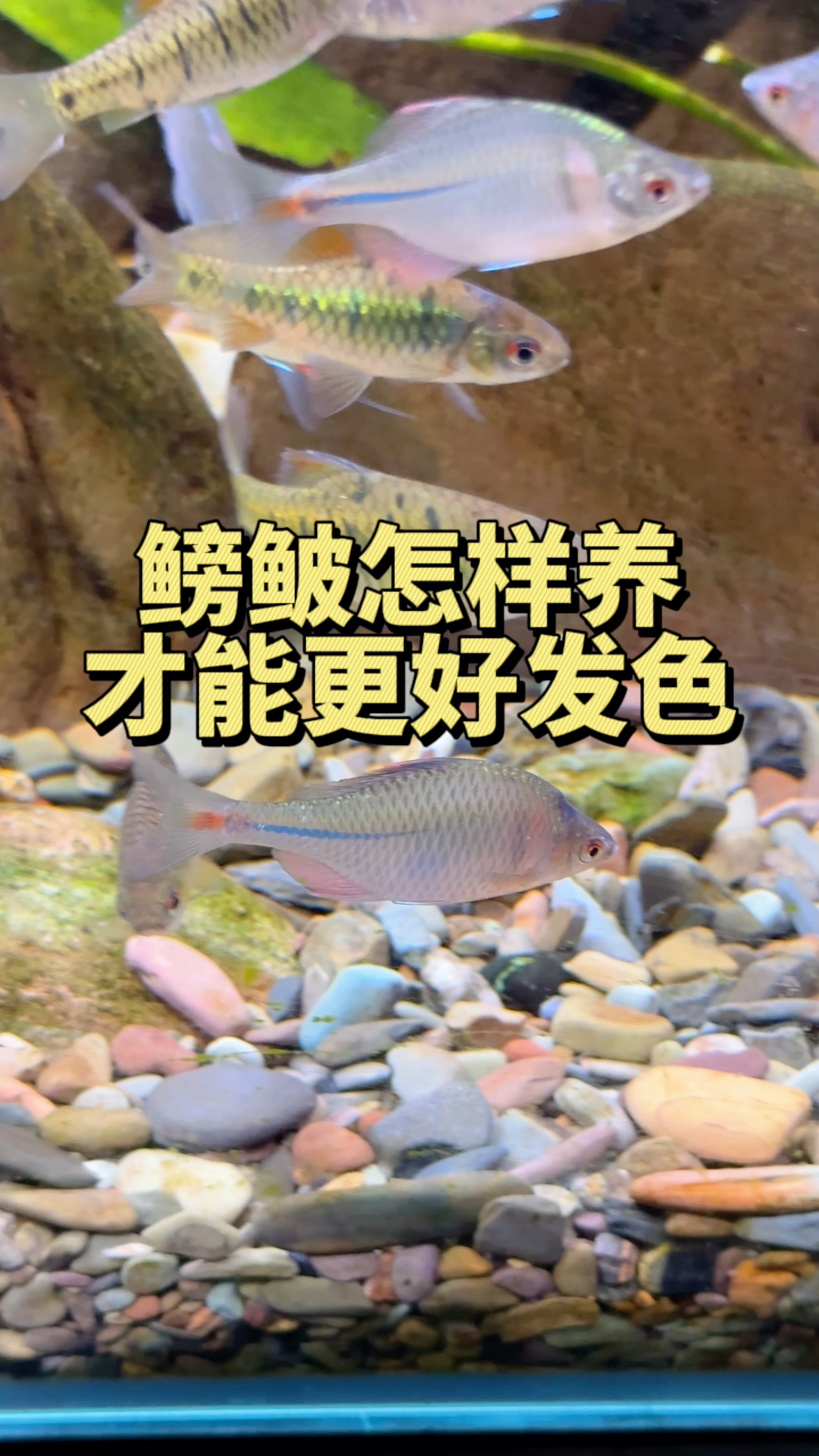 鳑鲏要怎样养才能更好地发色 #观赏鱼 #水族 #鳑鲏