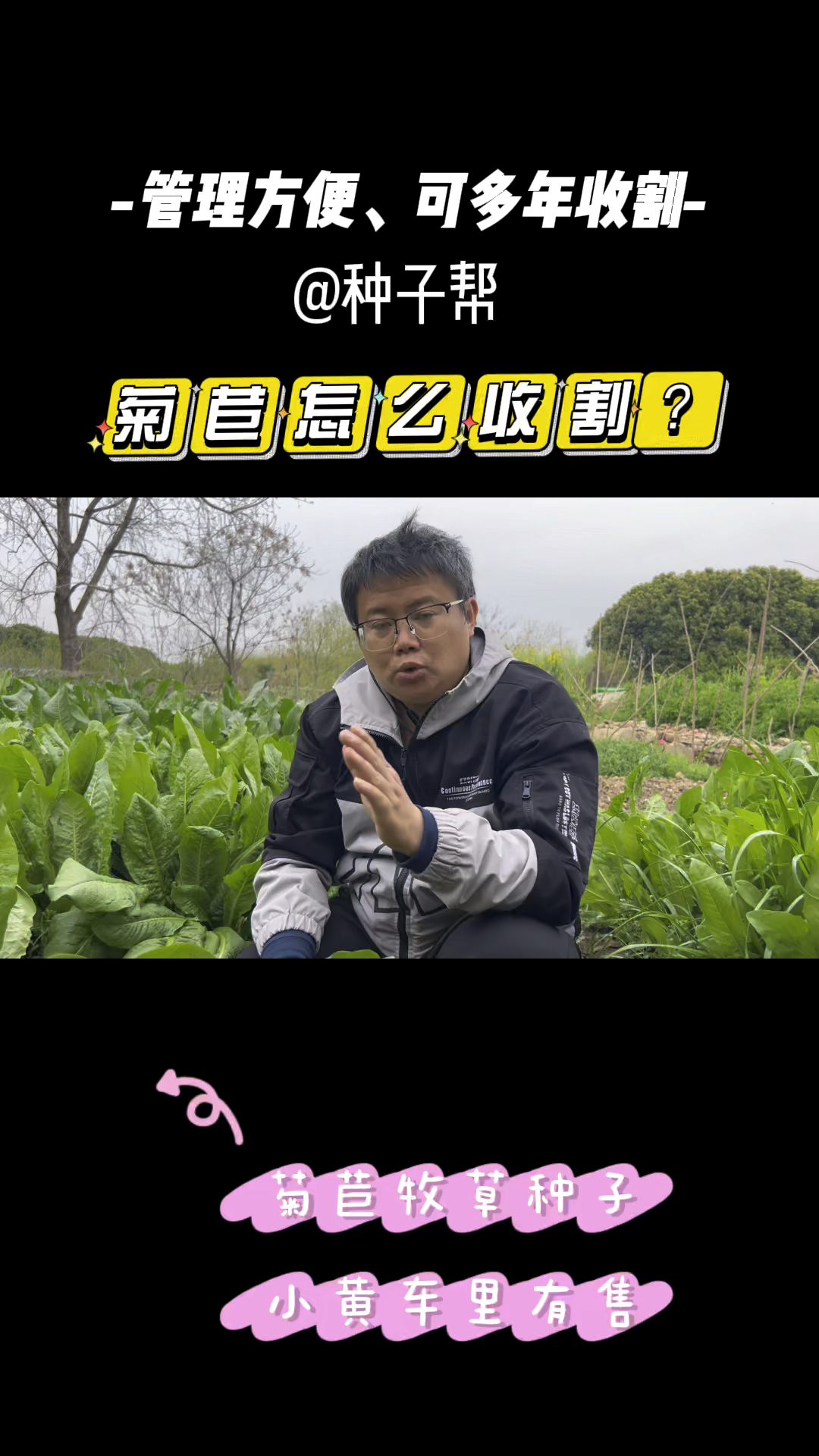 菊苣怎么收割才能高产?实现多年生长呢?原来很多人都割错了!
