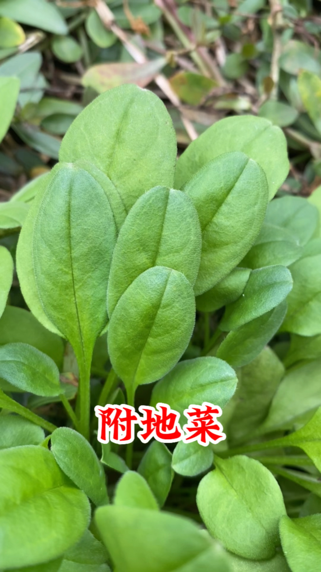 春天里美味的“山野菜”,鸡肠菜,看看你认识吗?