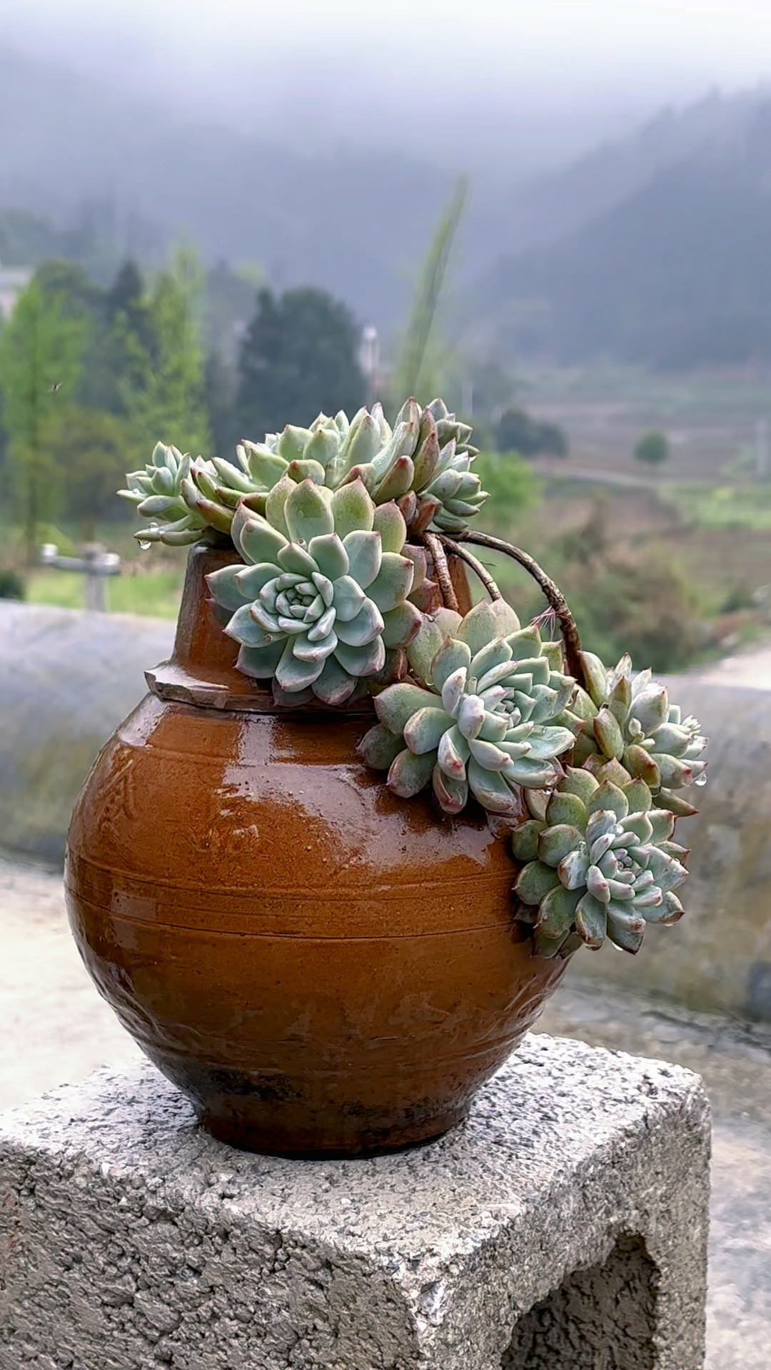 多肉霜花状态图,春天的霜花褪去了颜色,但一点也不影响它的美