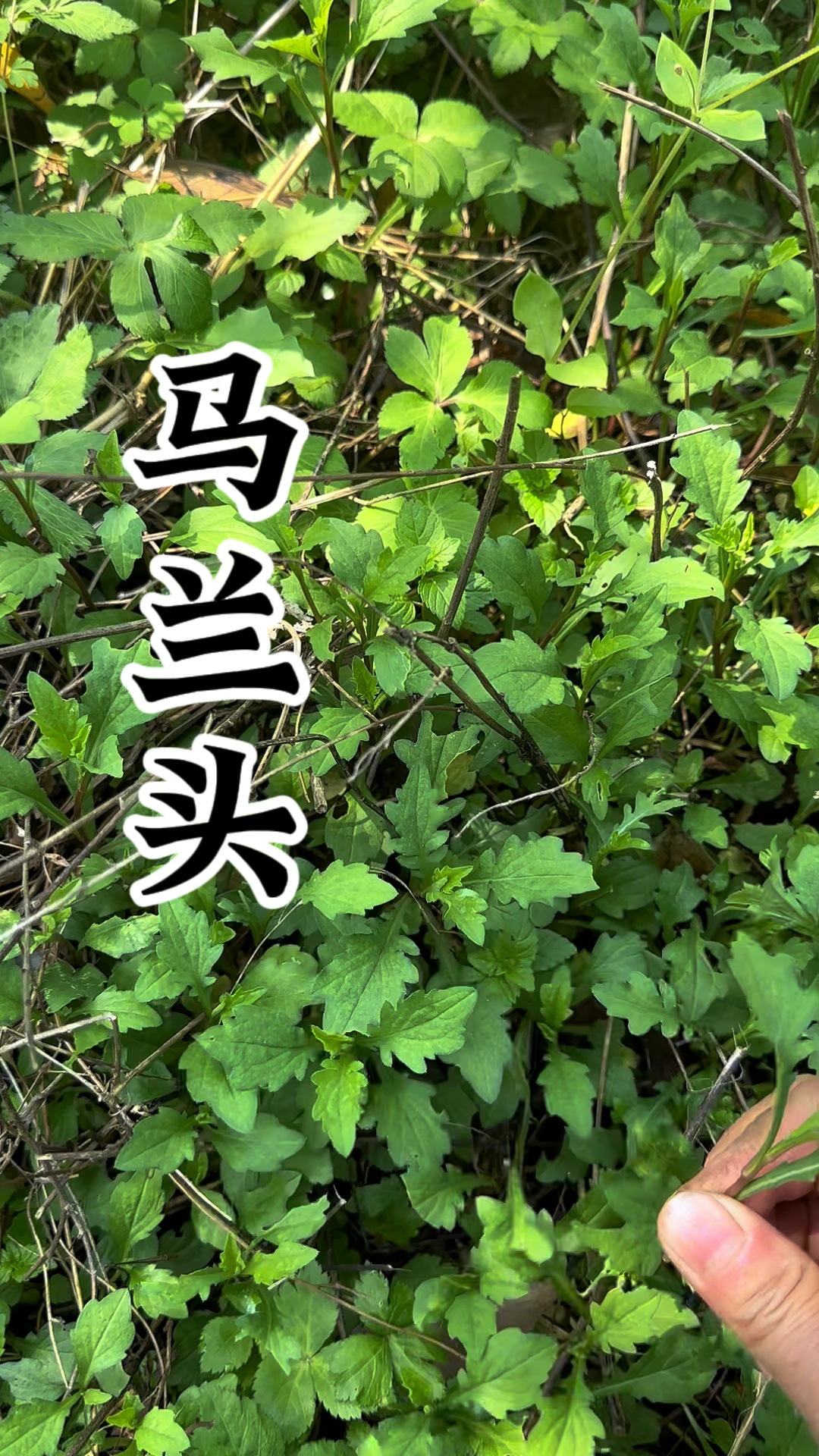 马兰头,这野菜你吃过吗