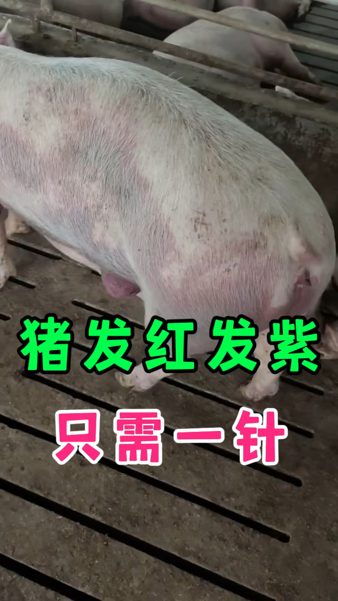 猪身上发红发紫只需一招就能轻松解决