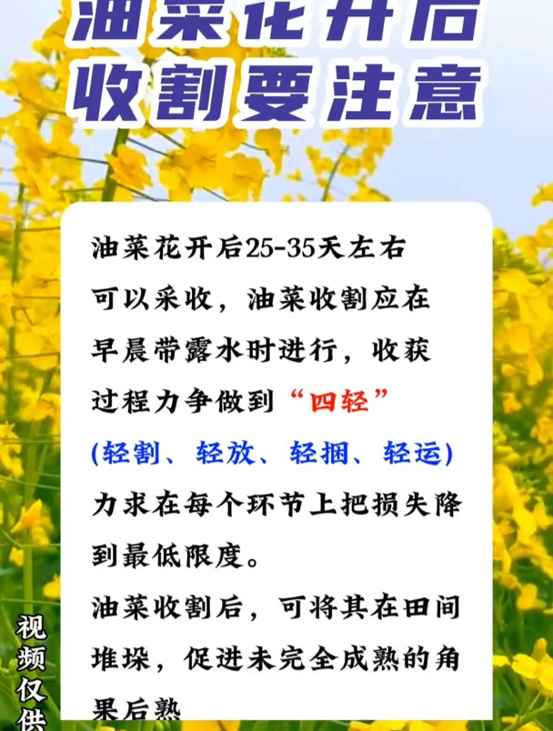 油菜花收割的注意事项