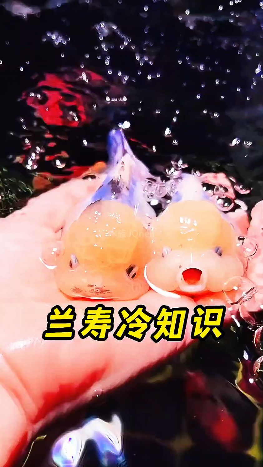 盘点兰寿金鱼的冷知识