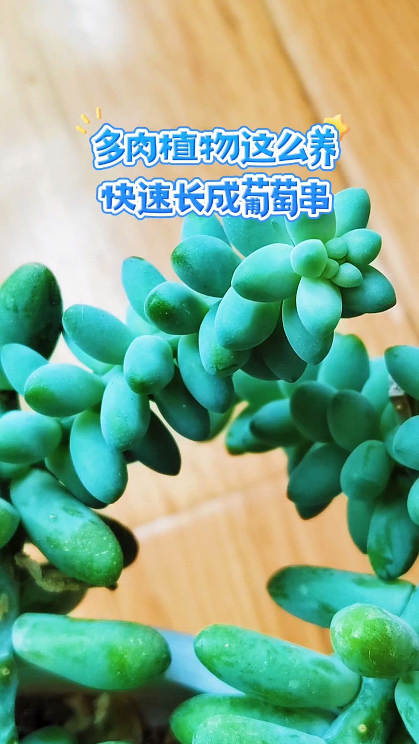 多肉植物这么养,快速长成葡萄串