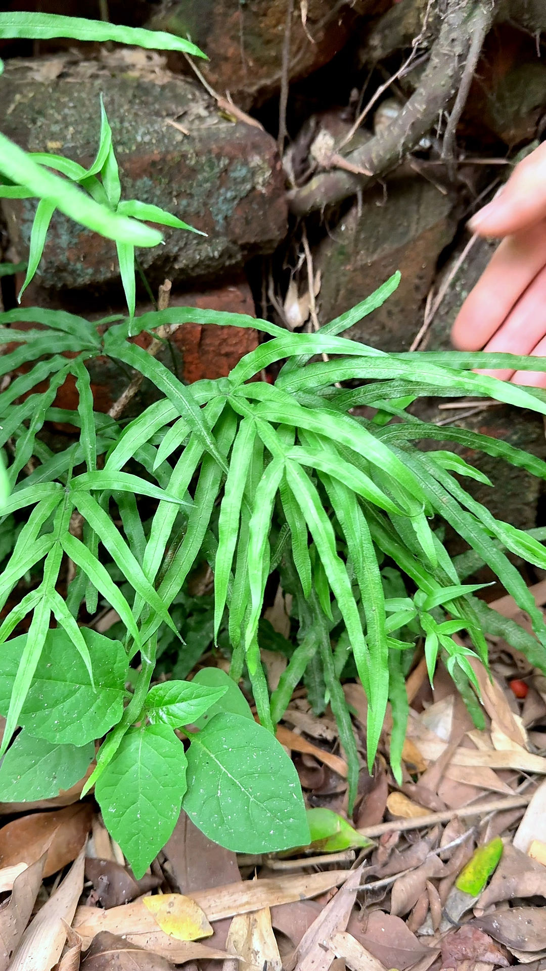 石缝里的鸡爪草,又称凤尾草,村里的老先生常采收它