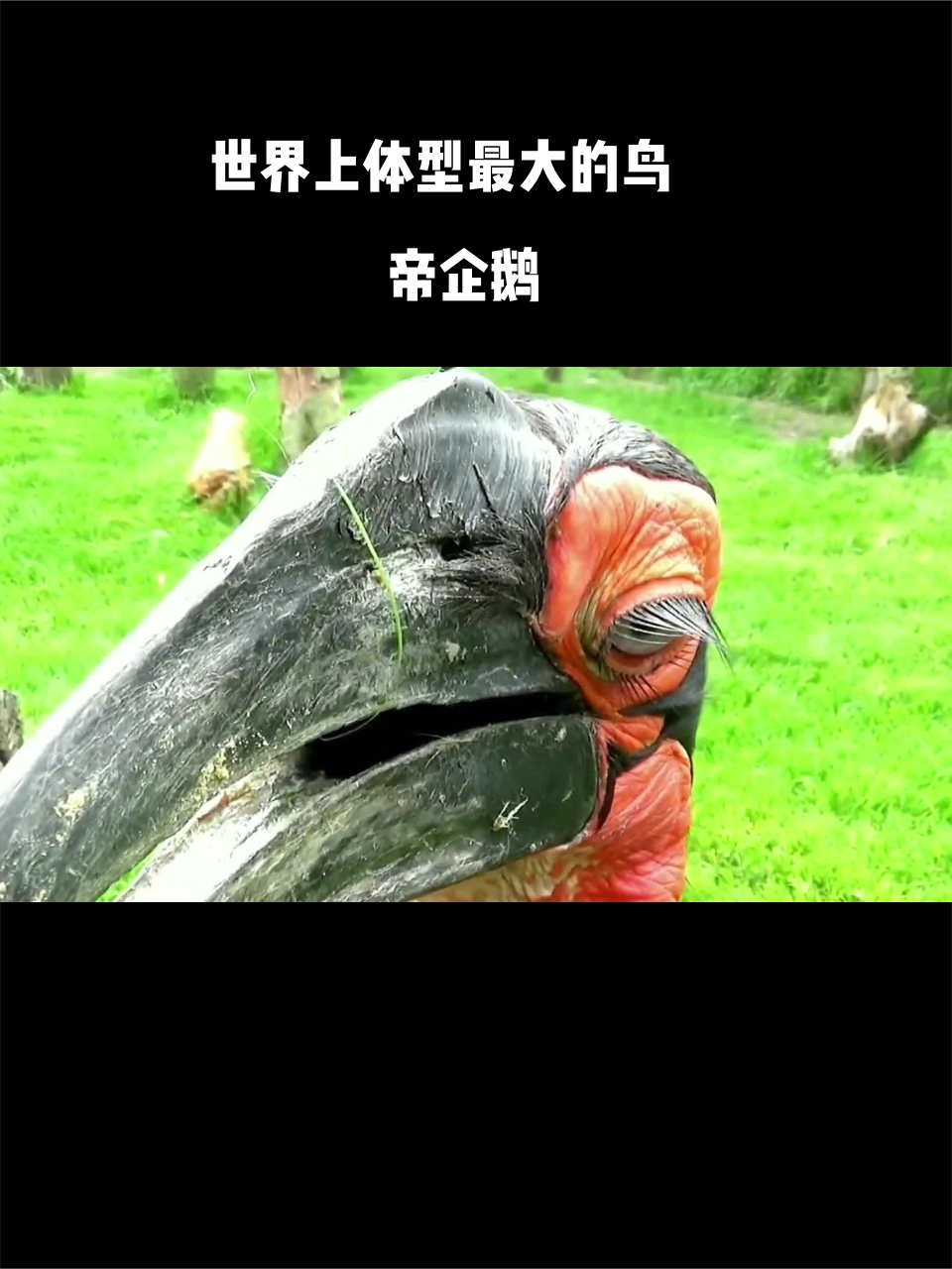 世界上体型最大的鸟:帝企鹅,身高1.2米,体重100斤