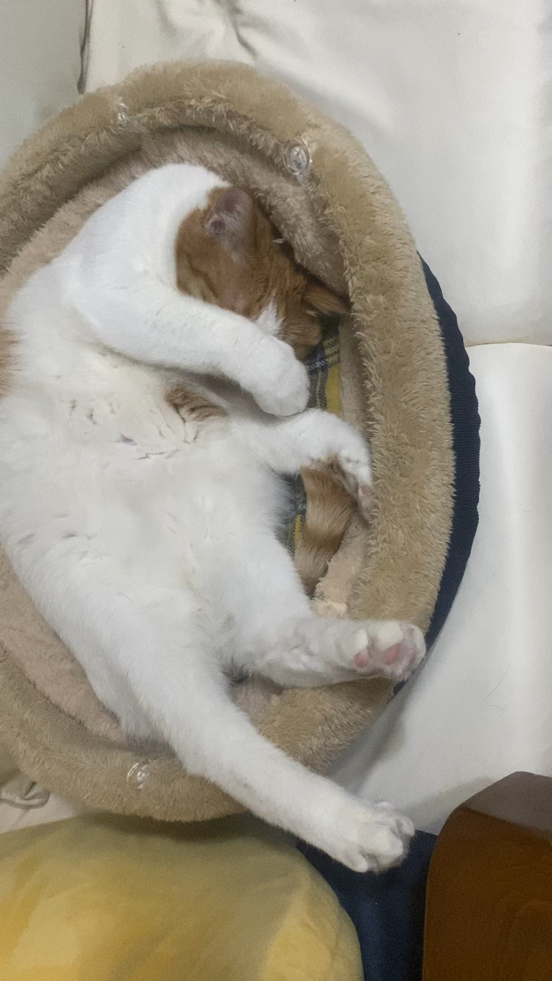 橘猫睡觉嫌灯光晃眼,还知道用手捂着眼睛
