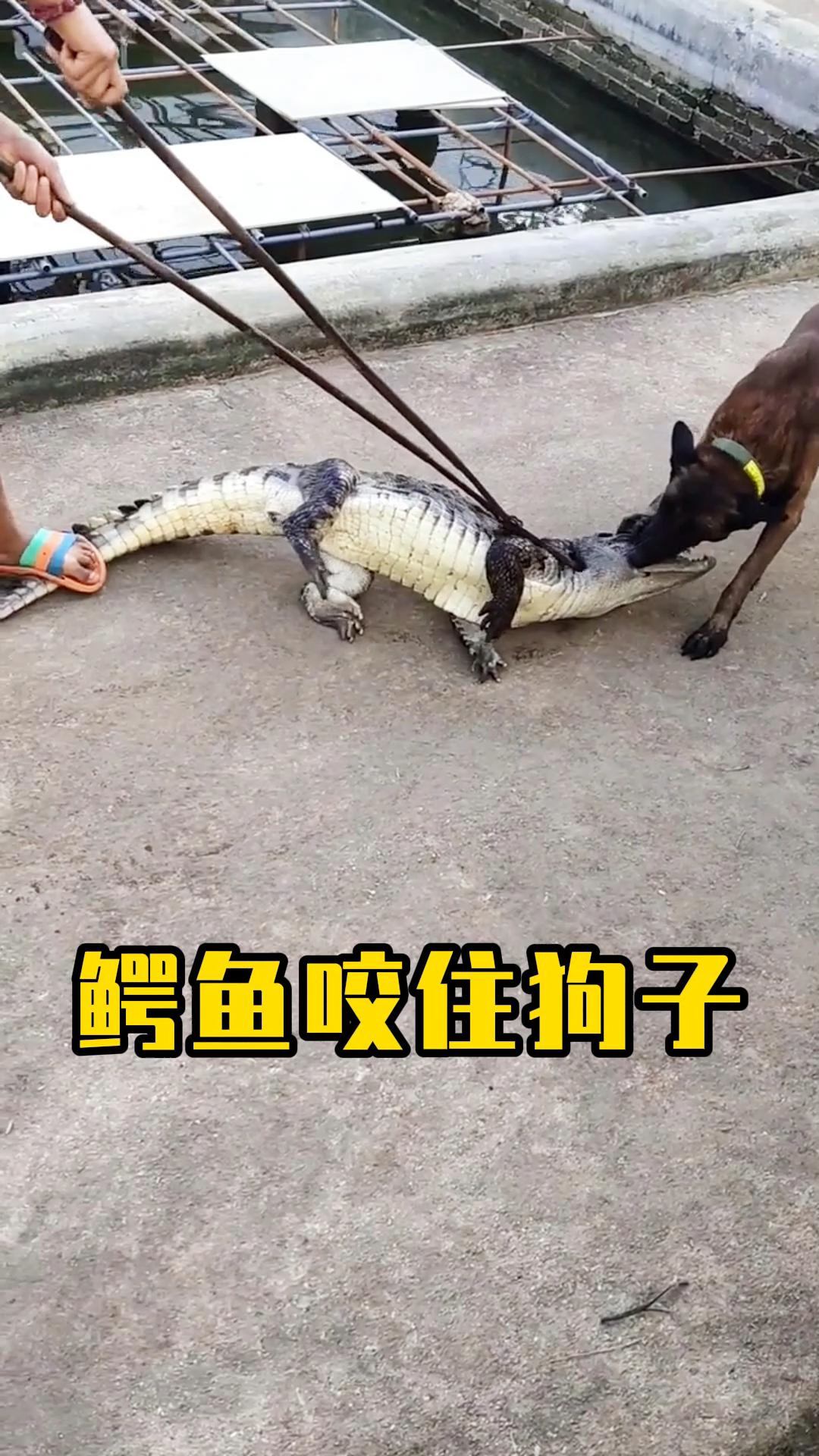 狗子帮主人捉鳄鱼,却被鳄鱼咬住嘴巴