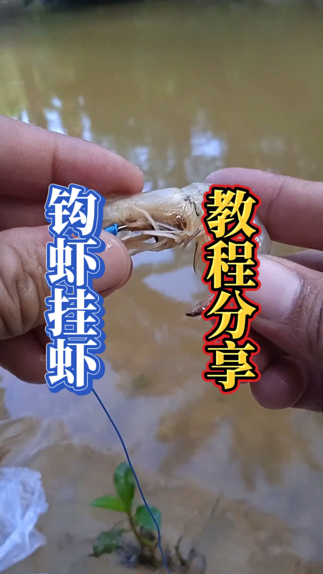 钩虾挂虾教程分享,喜欢漂虾钓鱼的朋友注意看了