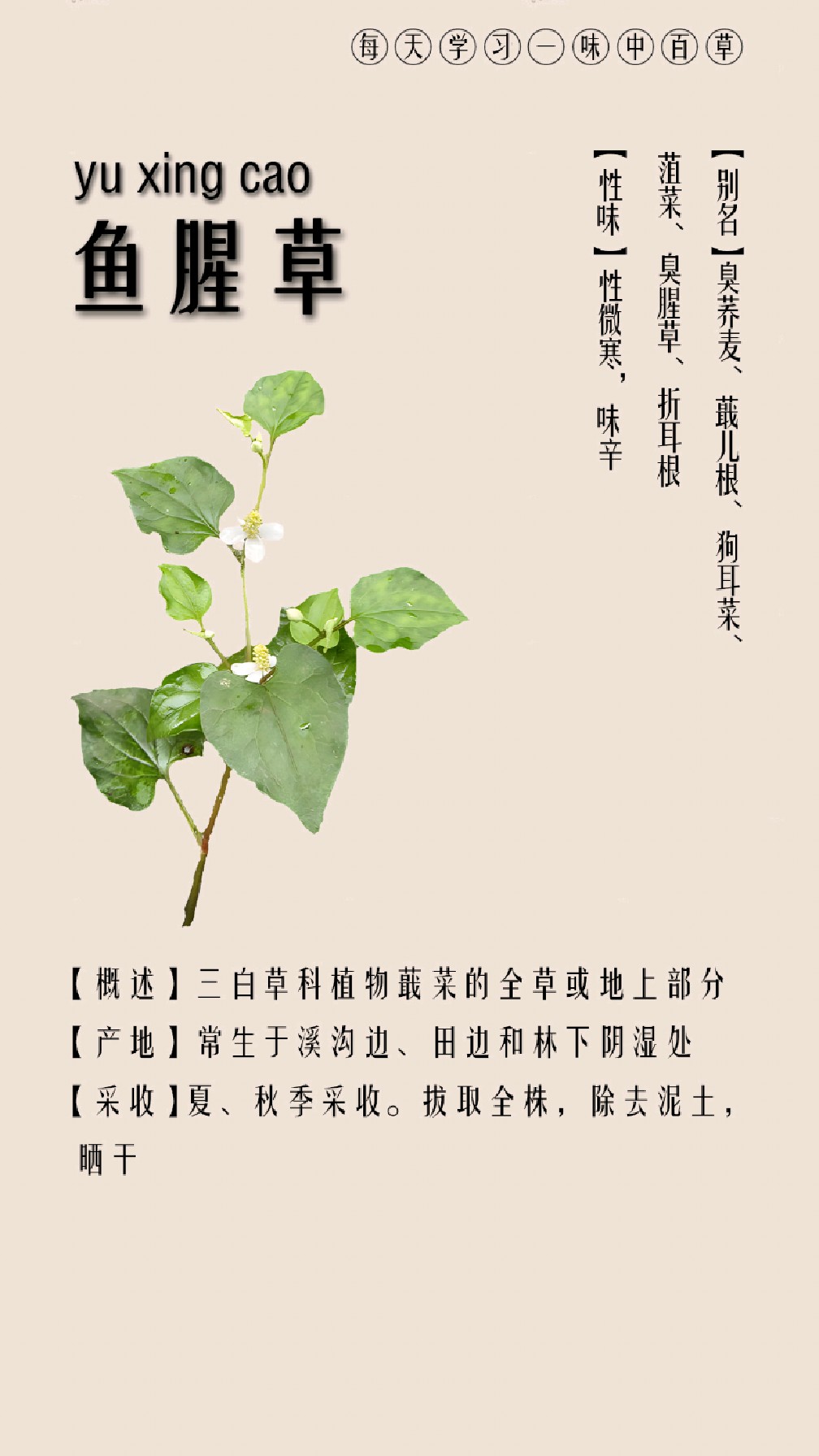 每天认识一味中草药·鱼腥草