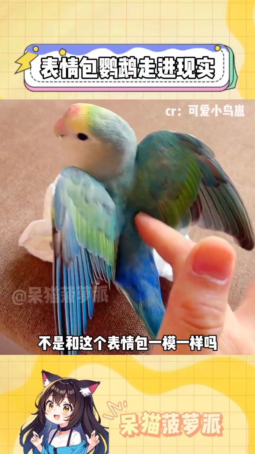 好漂亮的小鹦鹉 和表情包一模一样