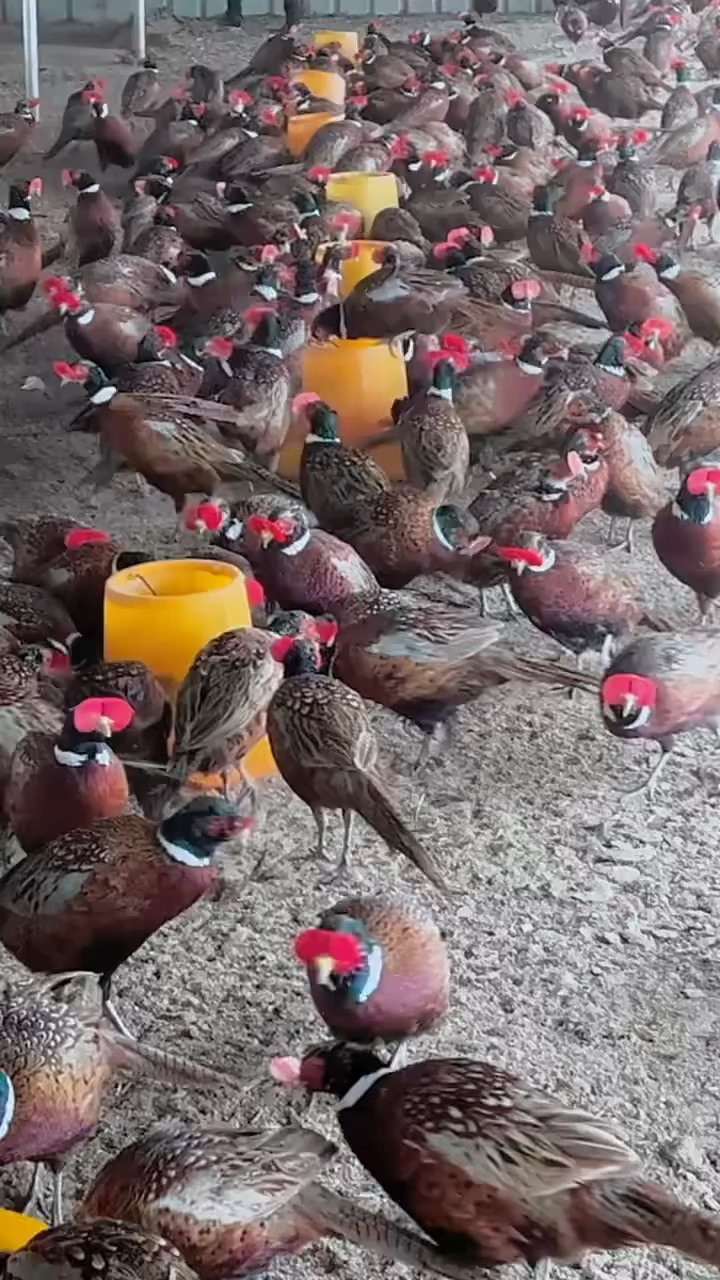 野山鸡又名七彩山鸡