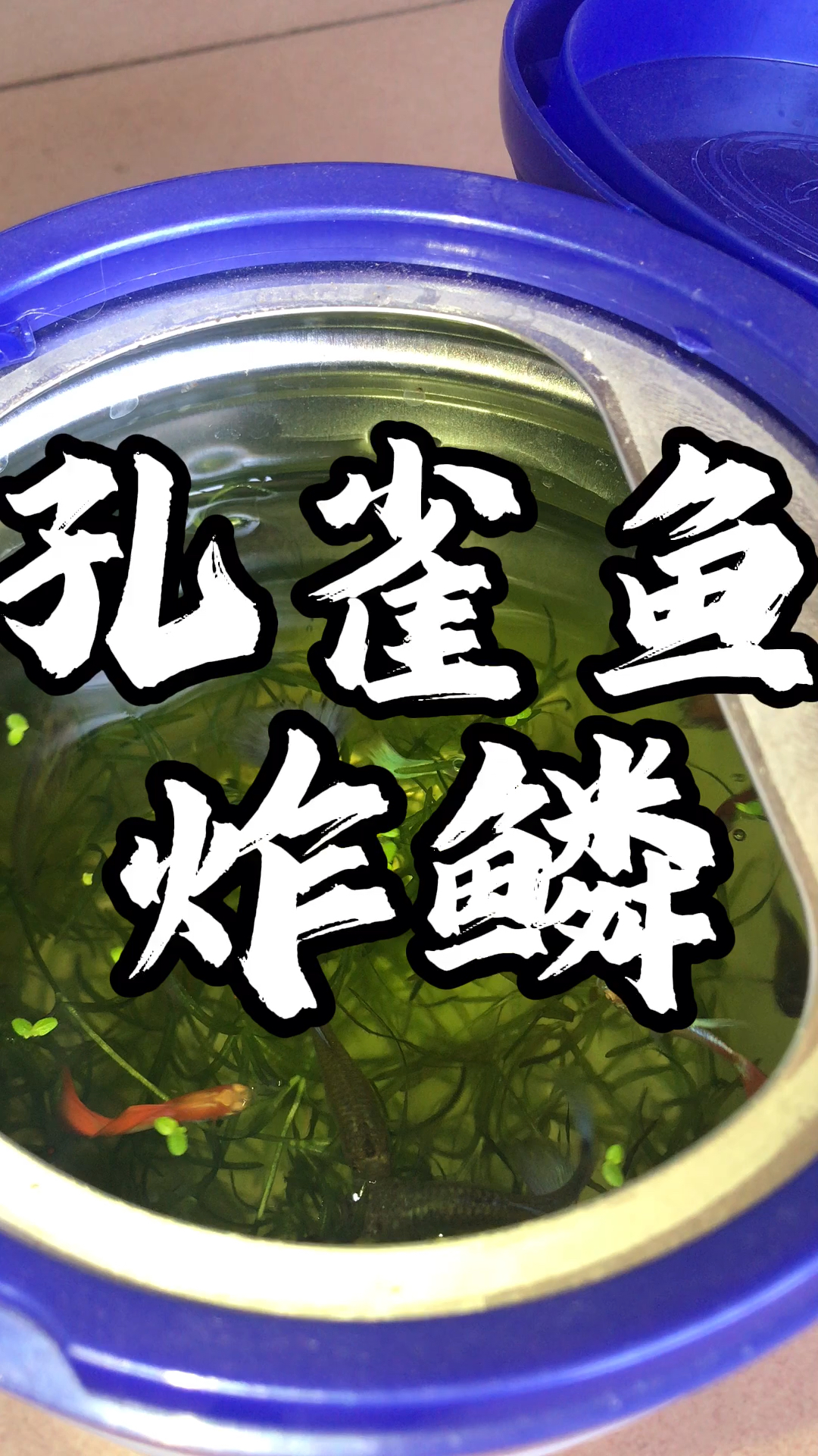 孔雀鱼炸鳞了怎么办