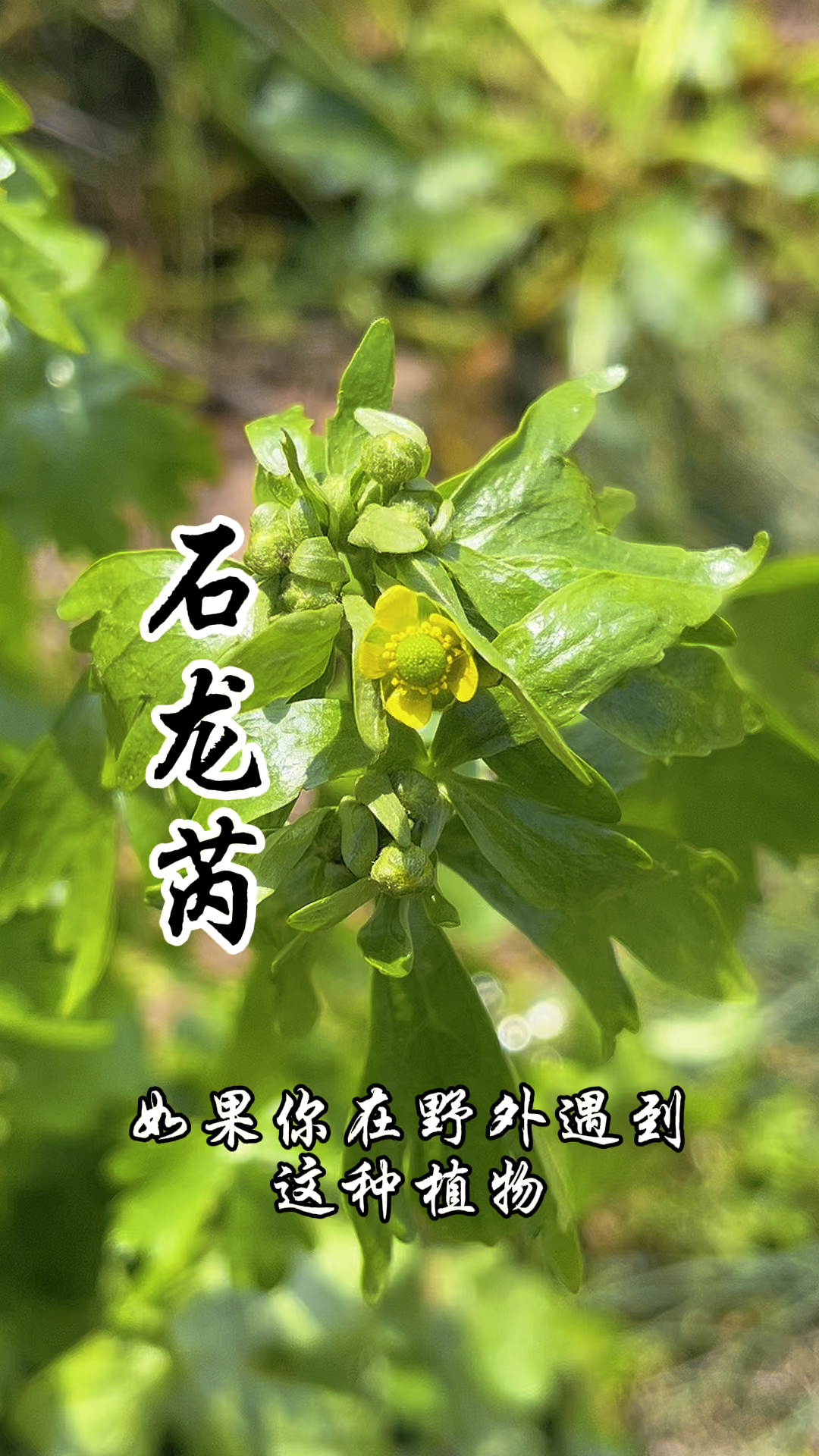 石龙芮,未开花时酷似野芹菜,有毒,切不可误食哦!