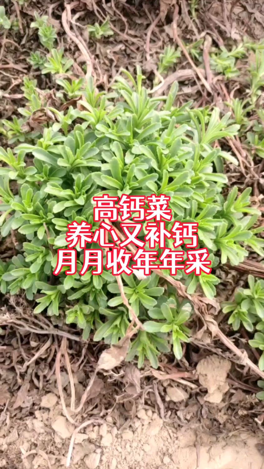 月月收年年采,它就是高钙菜,养心又补钙,像韭菜割了一茬又一茬