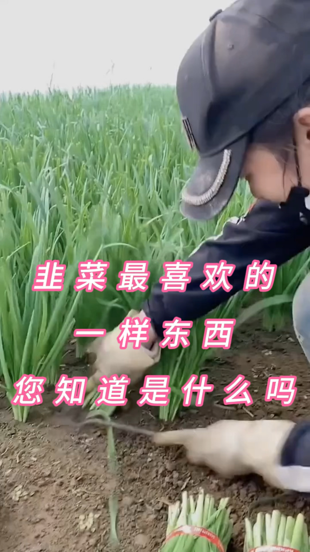 韭菜最喜欢的一样东西,您知道是什么吗