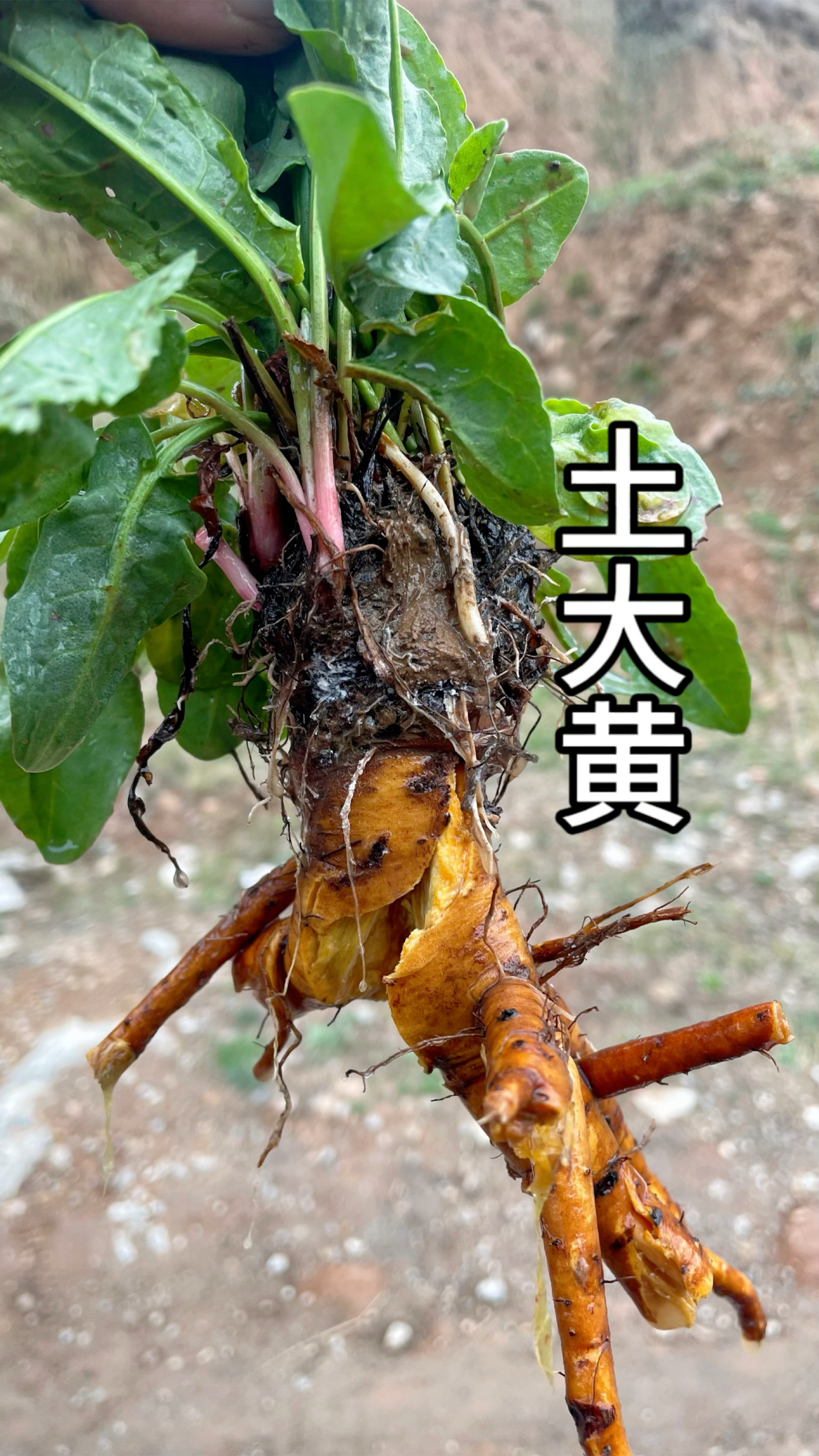 土大黄,又叫金不换、野菠菜