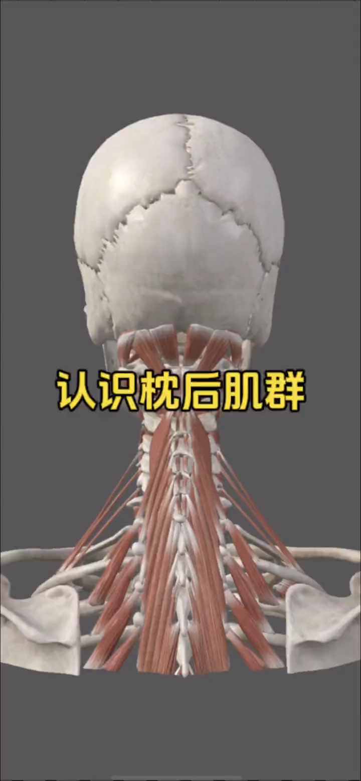 认识枕骨后方的小肌肉群之枕后肌群!