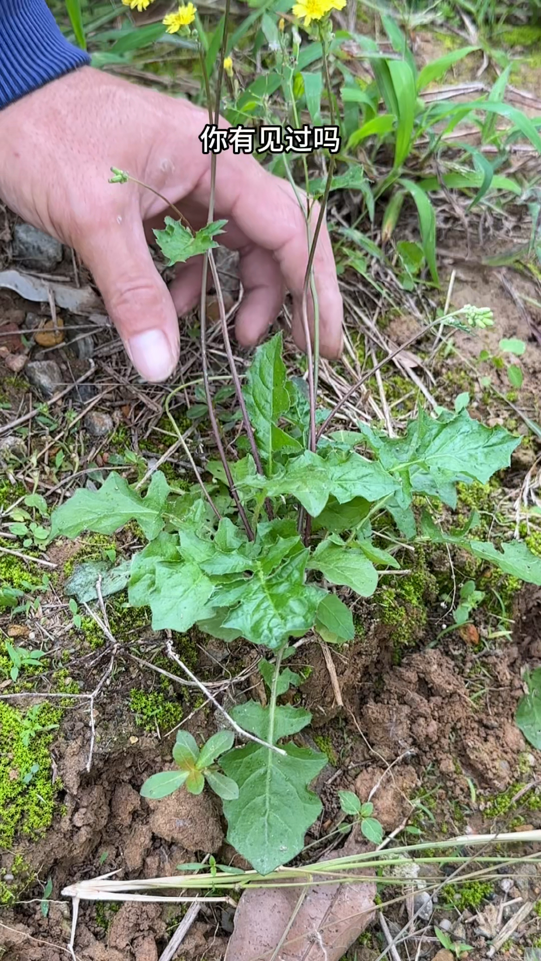 开小黄花的黄鹌菜,别名野青菜,农村人常采挖这种植物,你认识吗