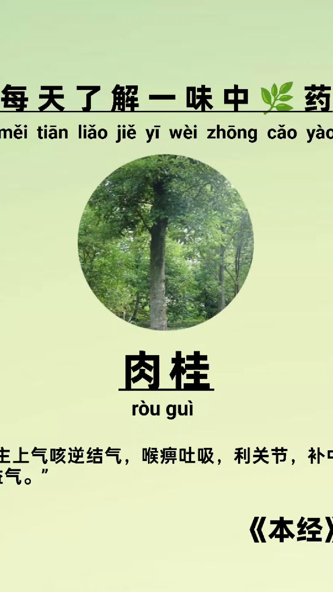 植物【肉桂】散寒温里