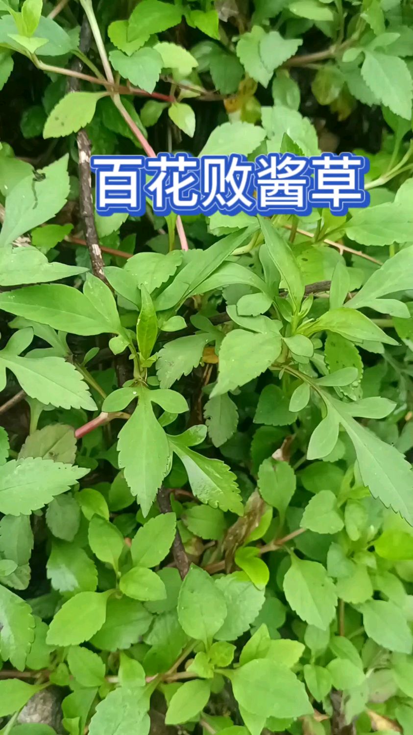 白花败酱草又是野菜当中的一种极品