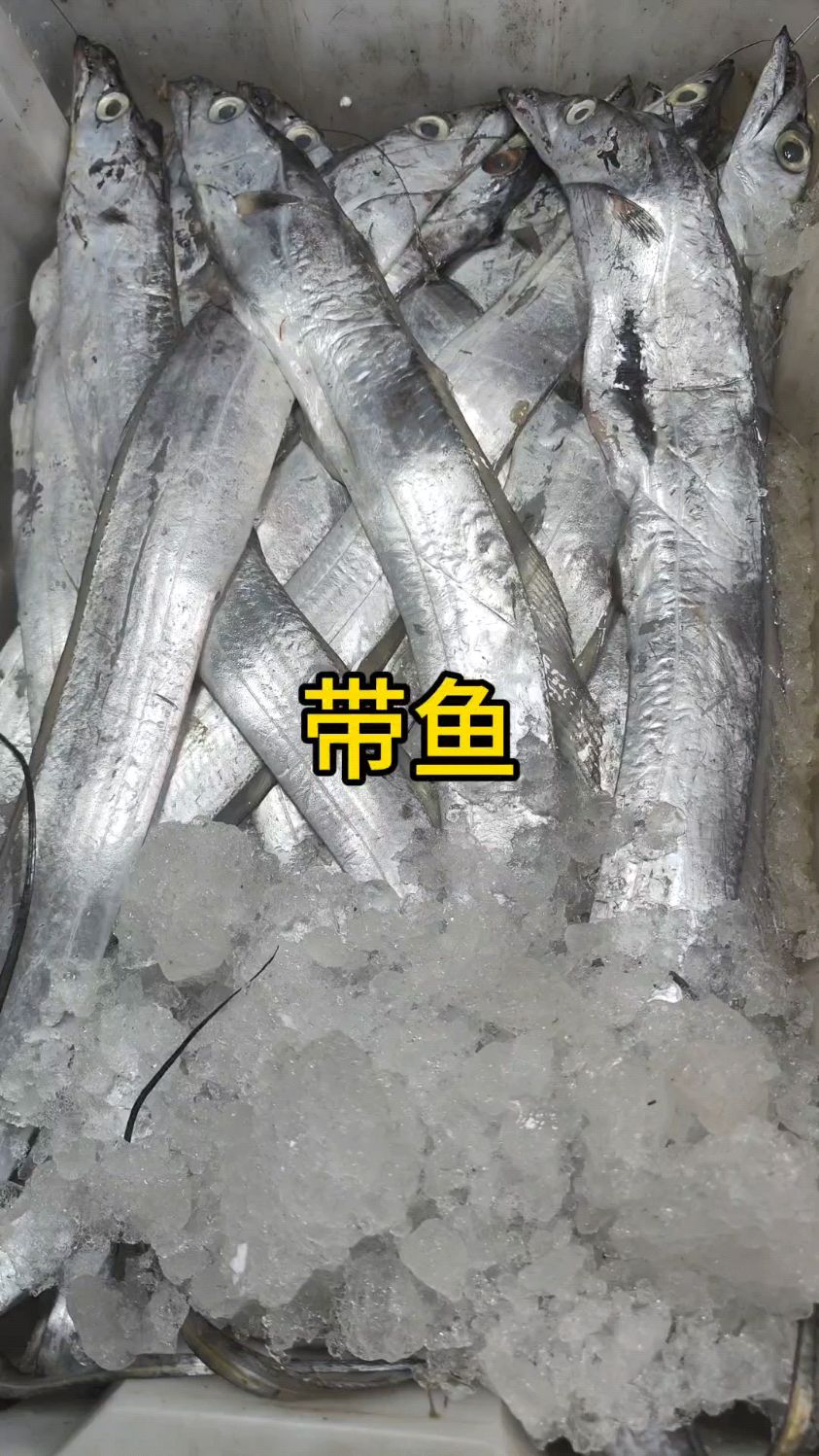 台州川乌与马鲛鱼的区别是什么?你们知道吗?