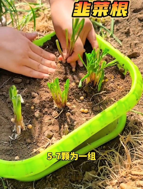 盆栽种韭菜,这样管理,越割越粗壮