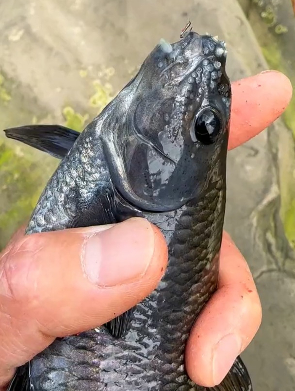 想要石斑鱼钓的多,选位打窝很关键!选择这个位置连竿爆护没问题