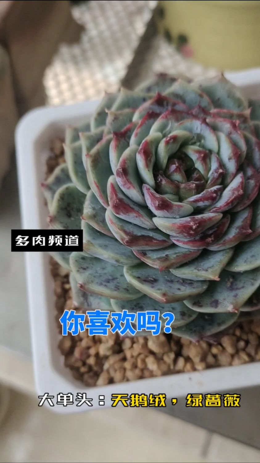 多肉植物:天鹅绒,绿蔷薇