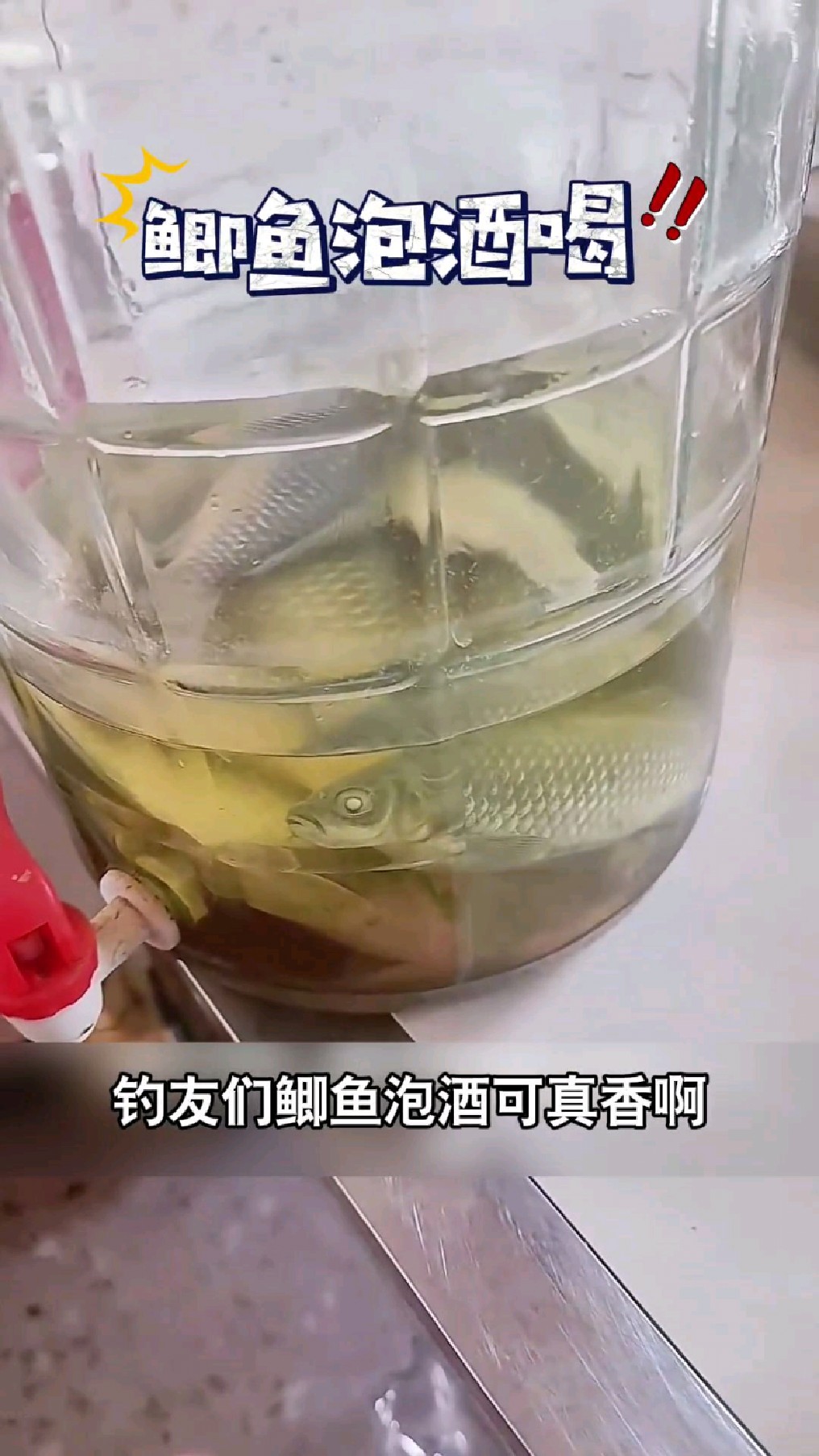 鲫鱼泡酒可真香啊,一桶酒3天就喝完了