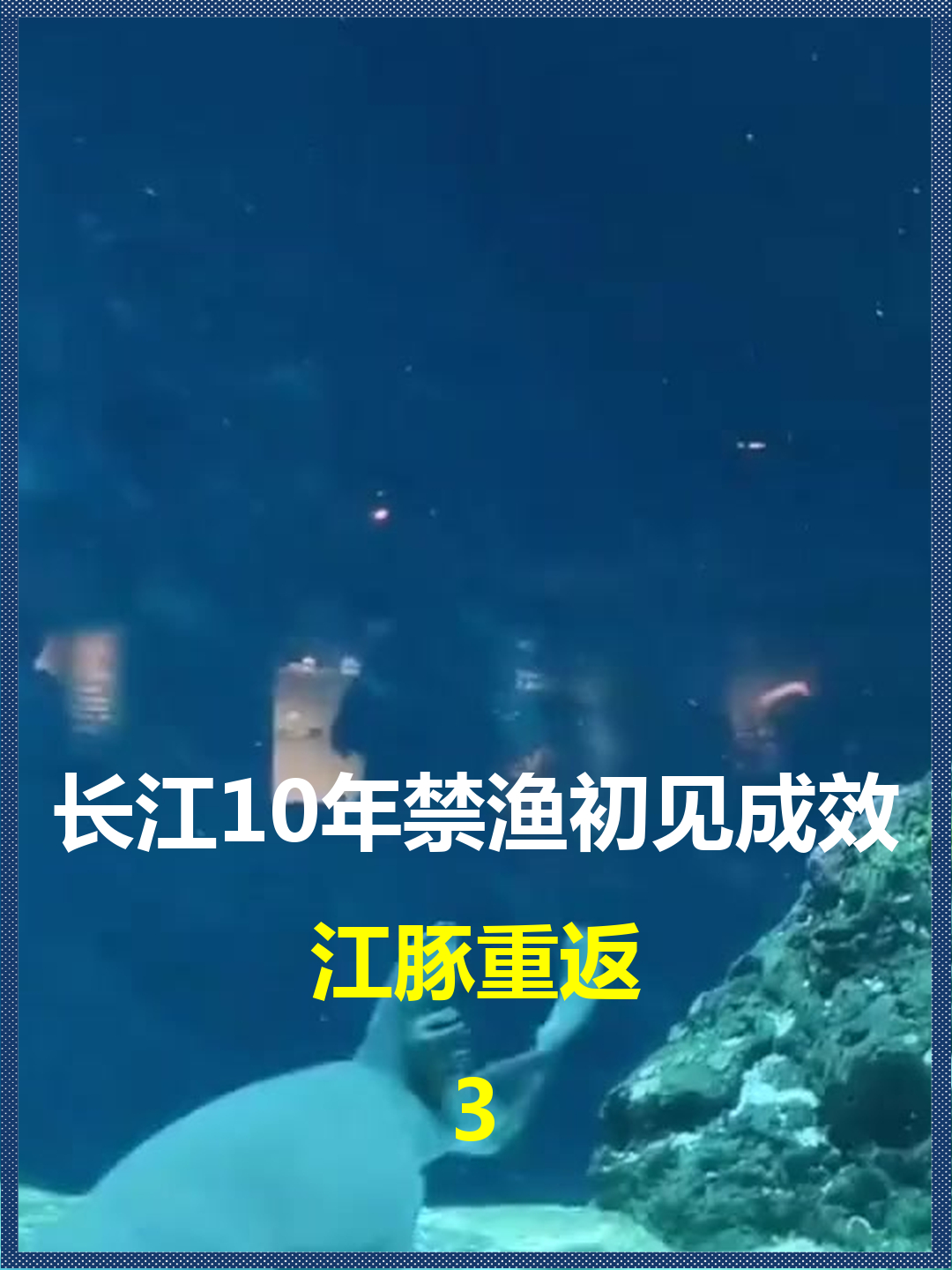 长江10年禁渔初见成效?江豚重返,300斤野生中华鲟被发现