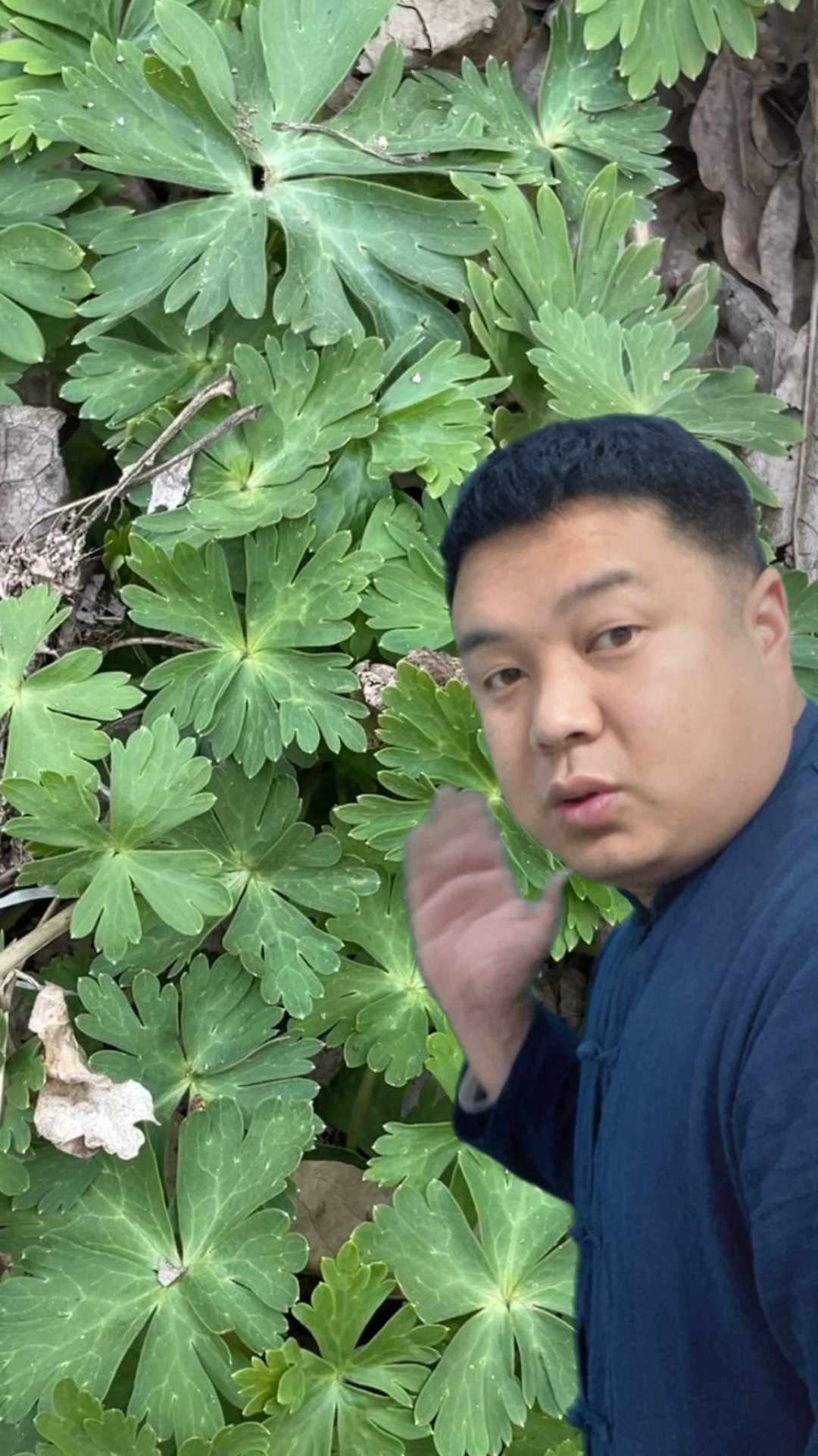 地乌别名:鹅掌草和林荫银莲花。