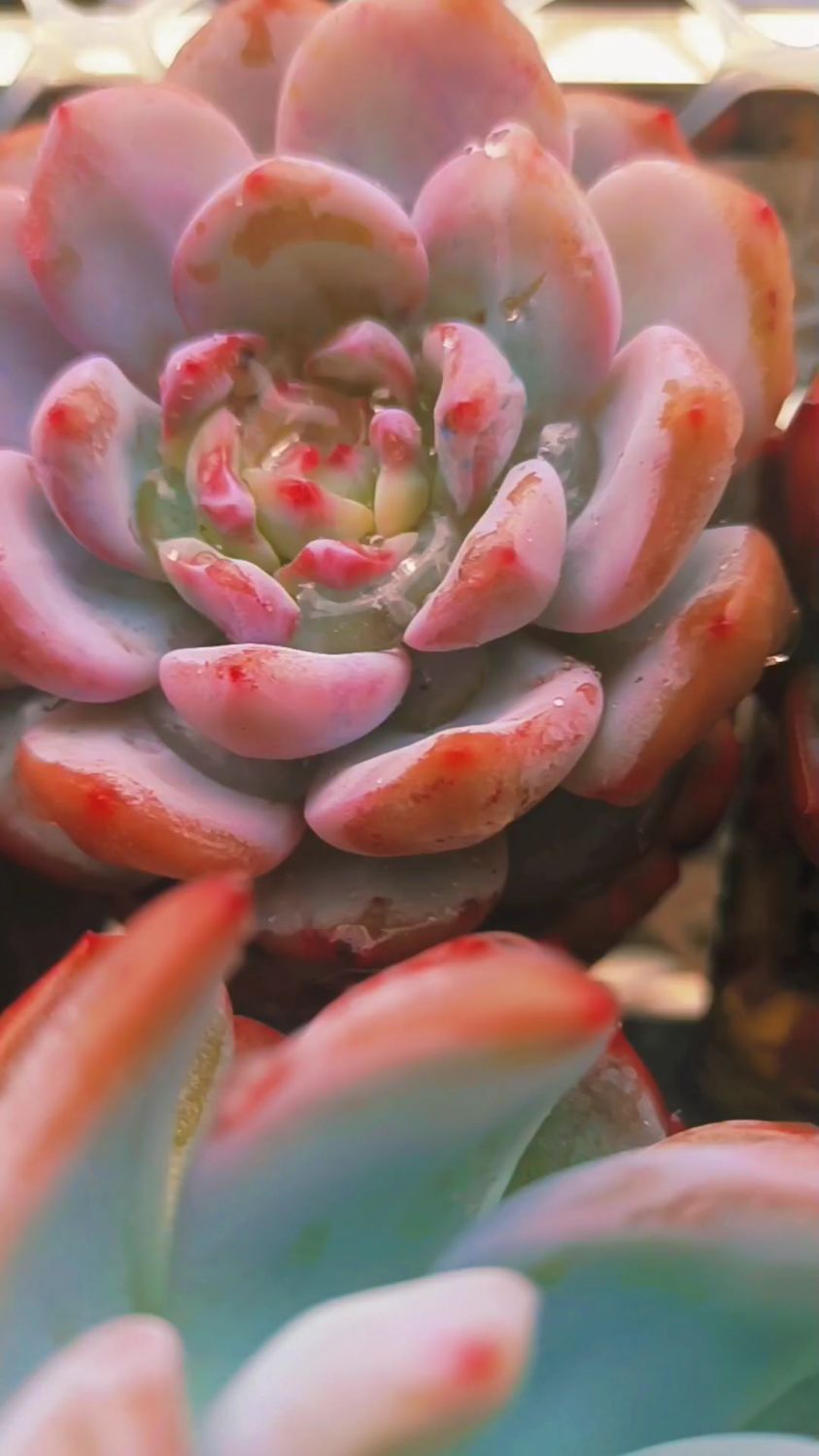 多肉植物喝饱水的叶心积水烂掉怎么办?人间四月天赏多肉