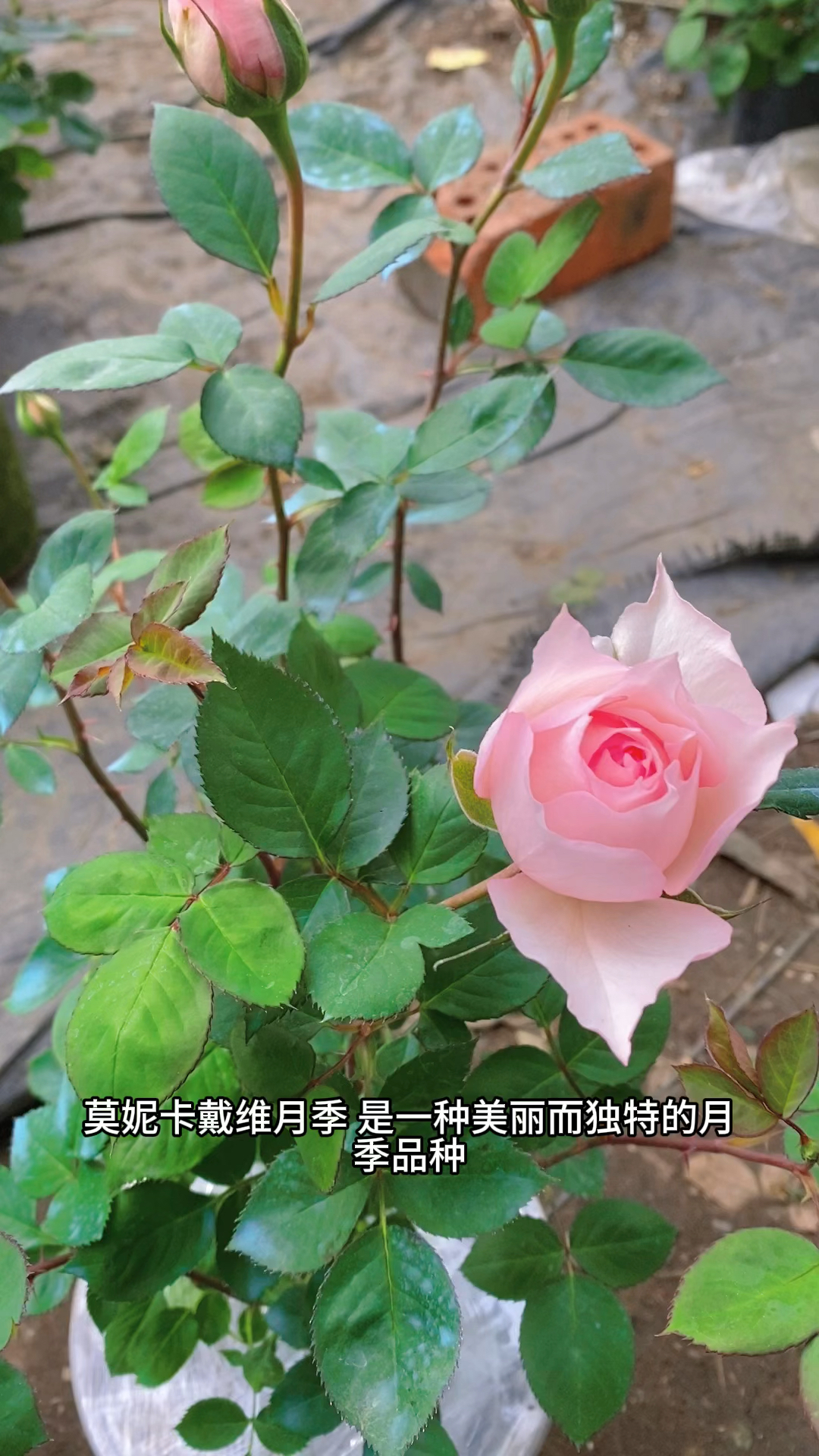 仙女般月季品种莫妮卡戴维月季盆栽