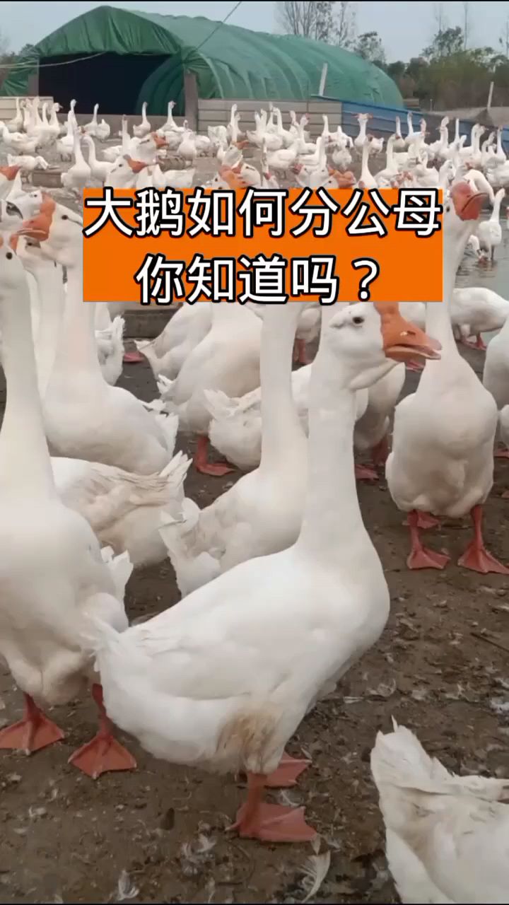 大鹅如何分公母,知道吗?