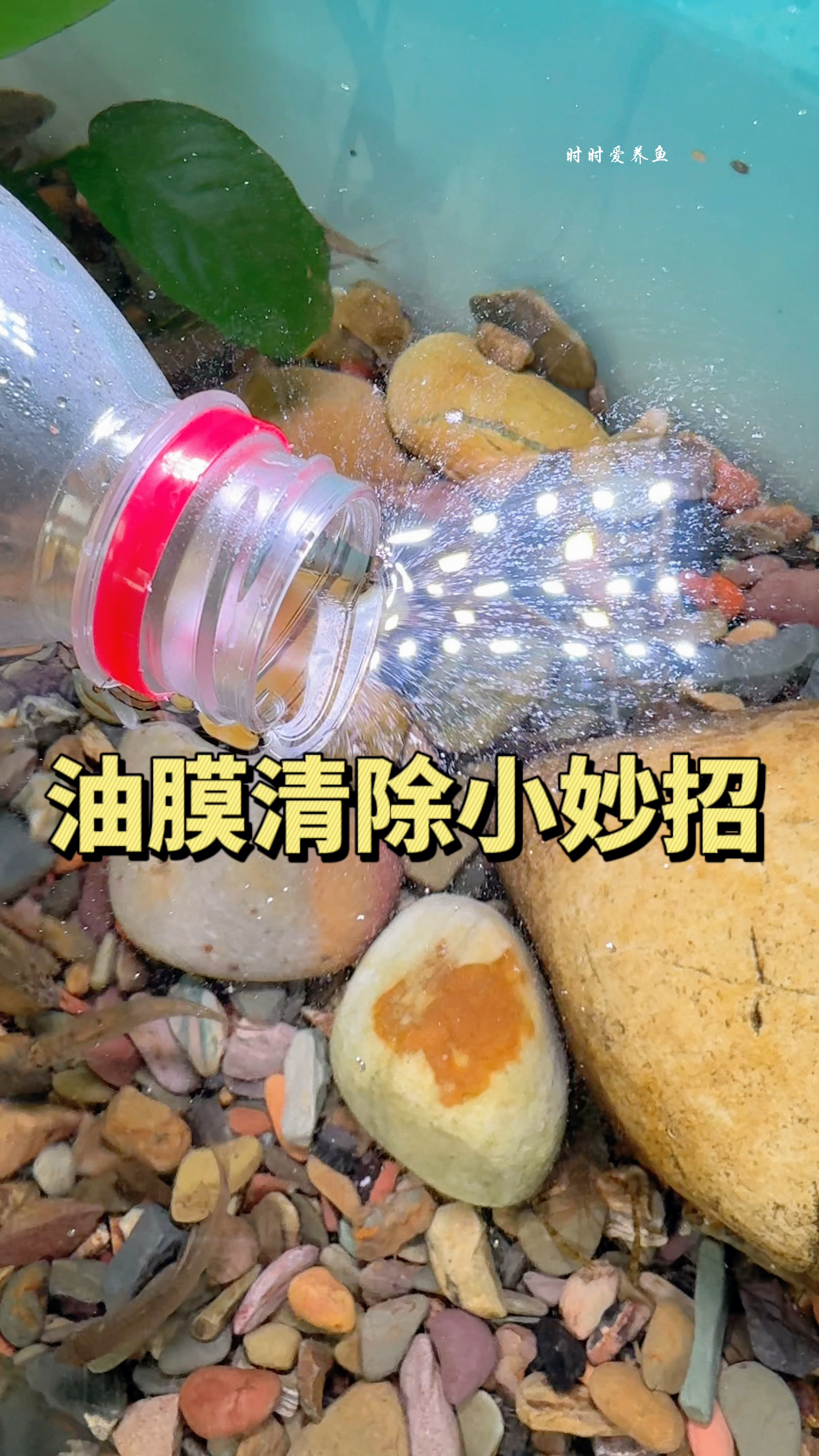 鱼缸油膜怎么清除?#水族#观赏鱼#养鱼养心