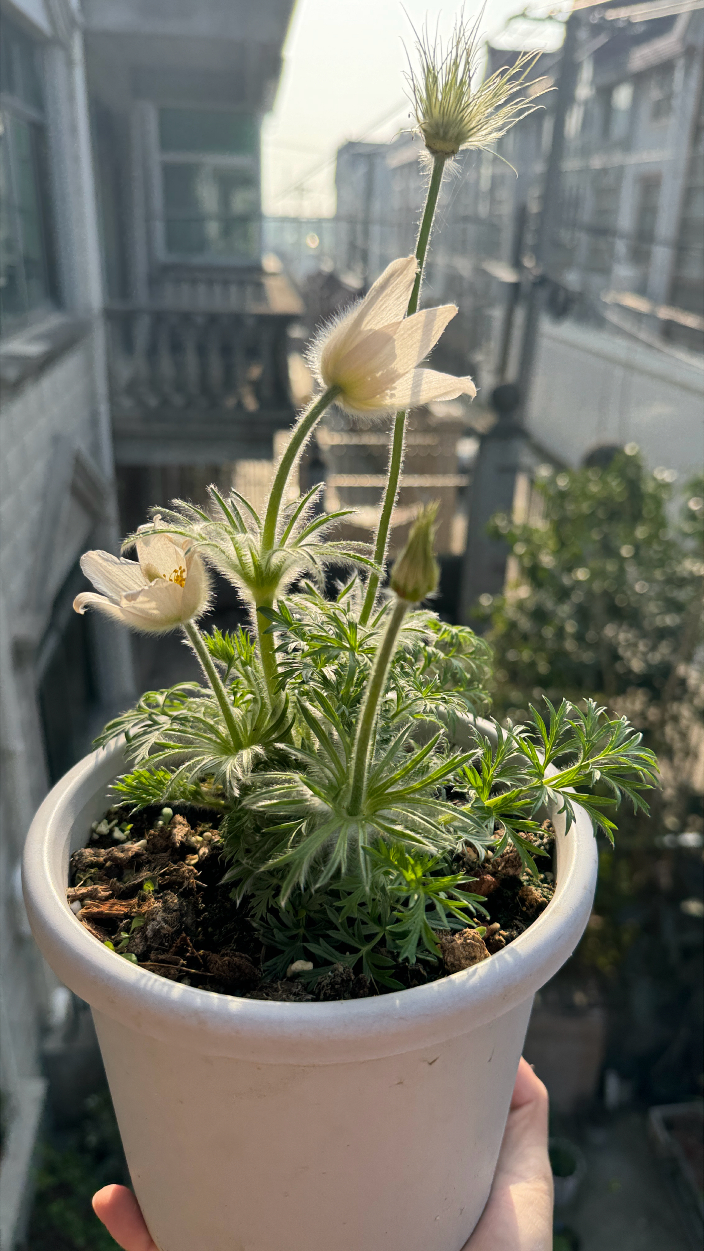 一款与众不同的小草花-白头翁