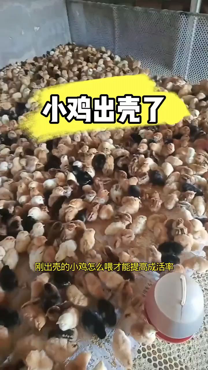小鸡出壳后这样喂