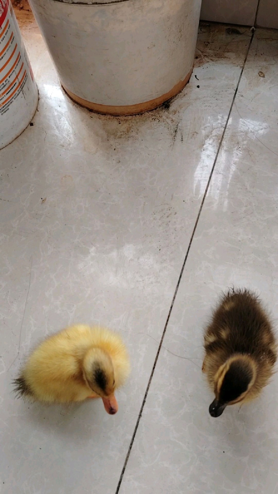 你知道如何分辨公鸭子和母鸭子吗