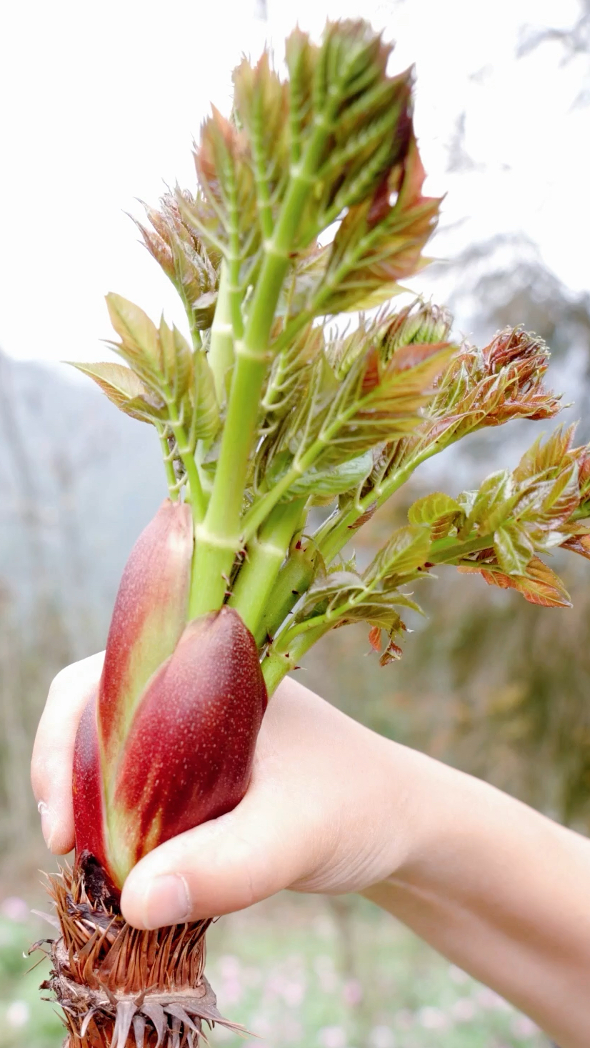 被称作野菜之王的刺龙苞,你吃过吗?