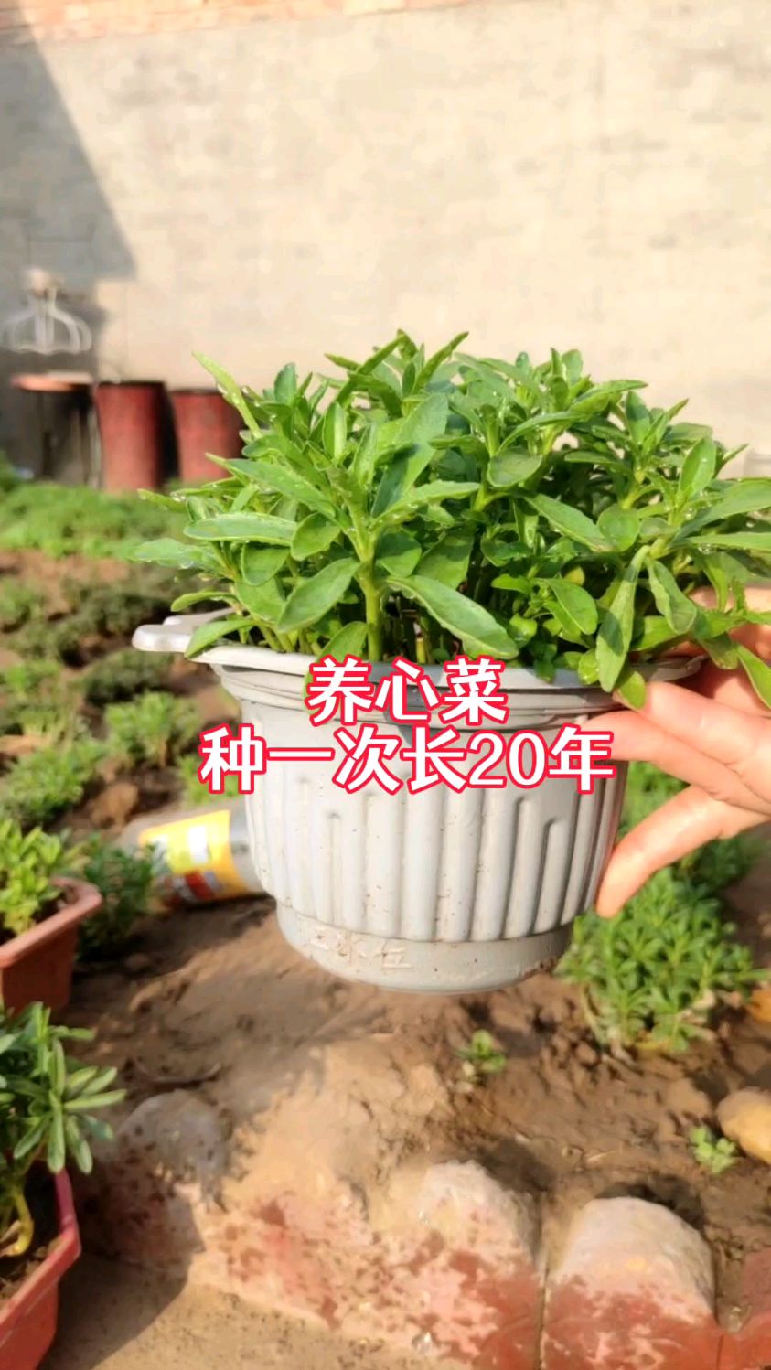 4月份种点养心菜,月月采年年收,营养价值高,特别适合中老年人