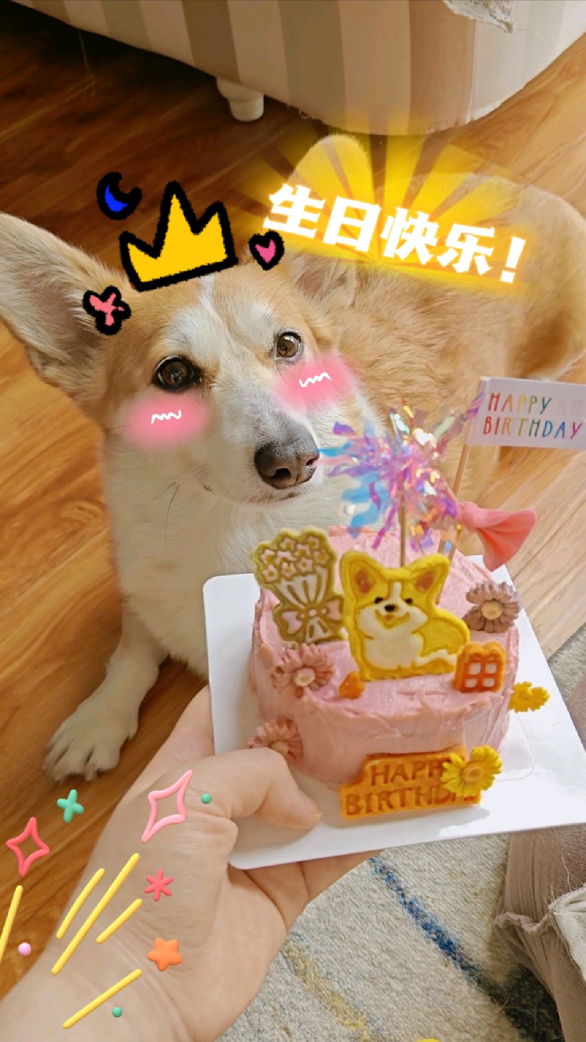 小狗狗过生日啦,专属定制宠物蛋糕